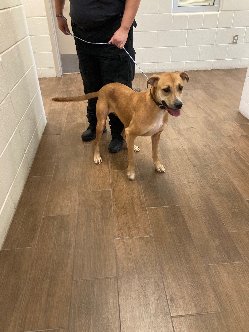 Polly, a Adoptable mixed breed in Plano, TX image 1/2