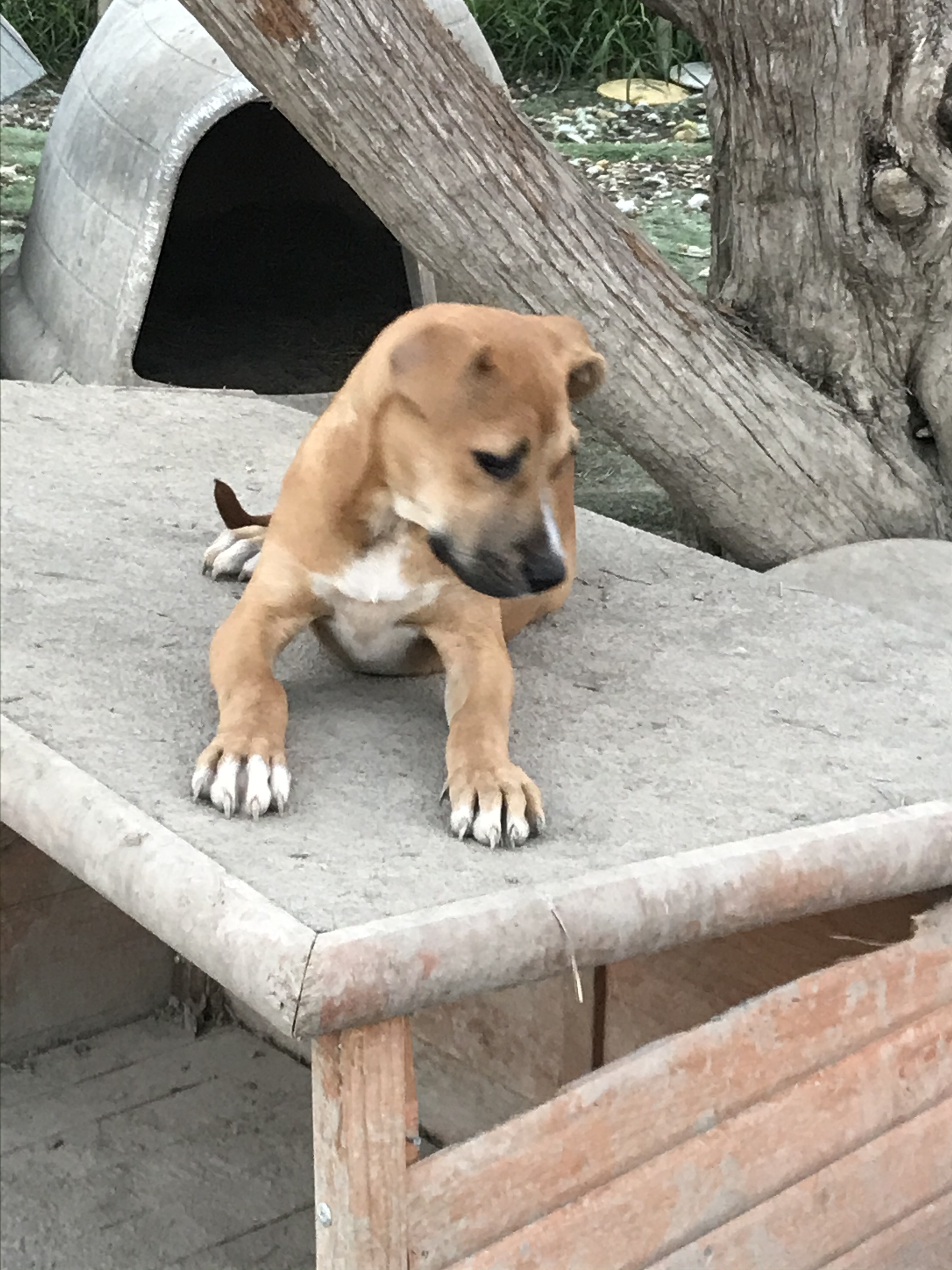 Polly, a Adoptable mixed breed in Plano, TX image 2/2
