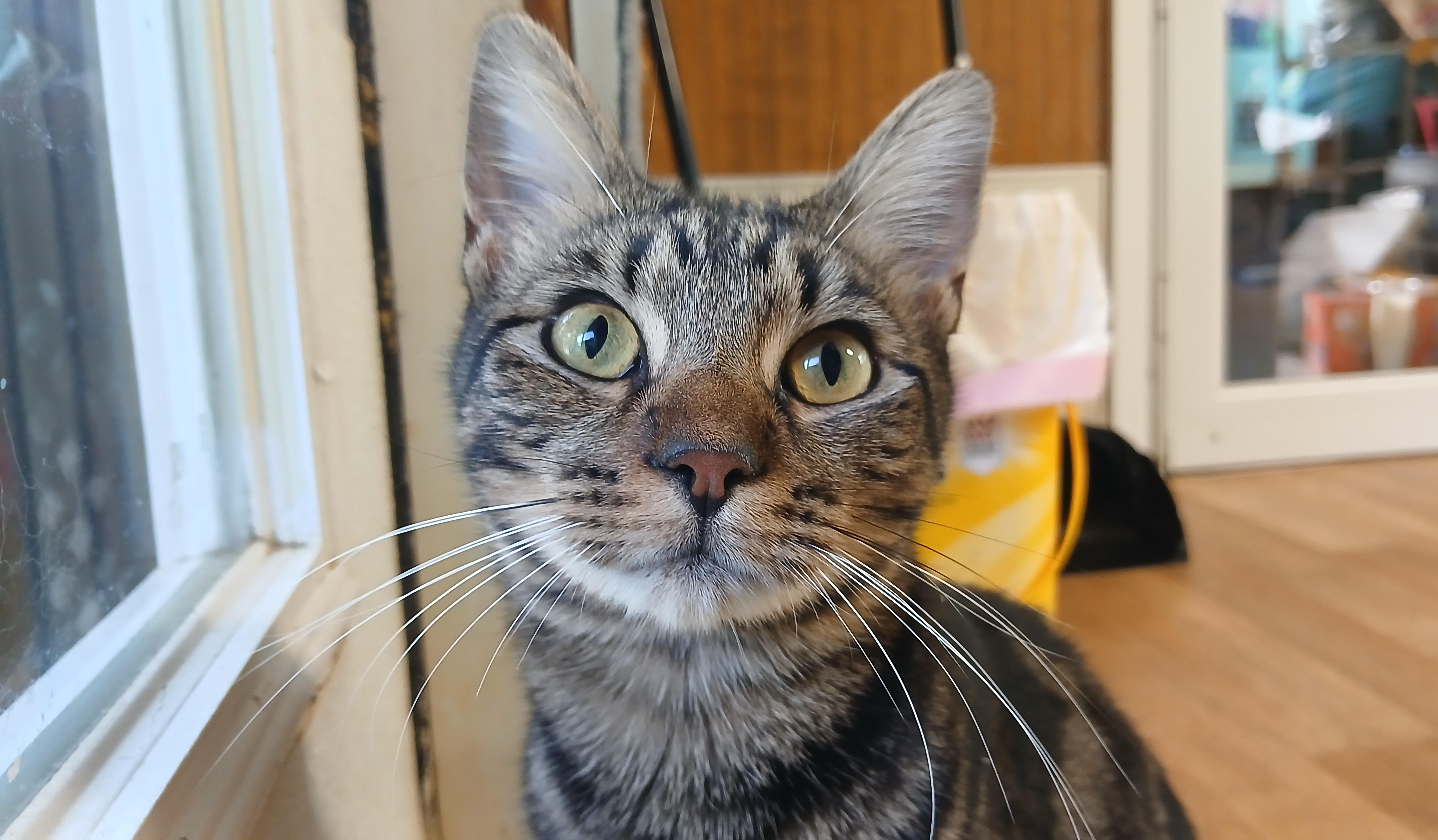 Enlarge Boa, a Adopted Domestic Short Hair in Cullowhee, NC image 1/6