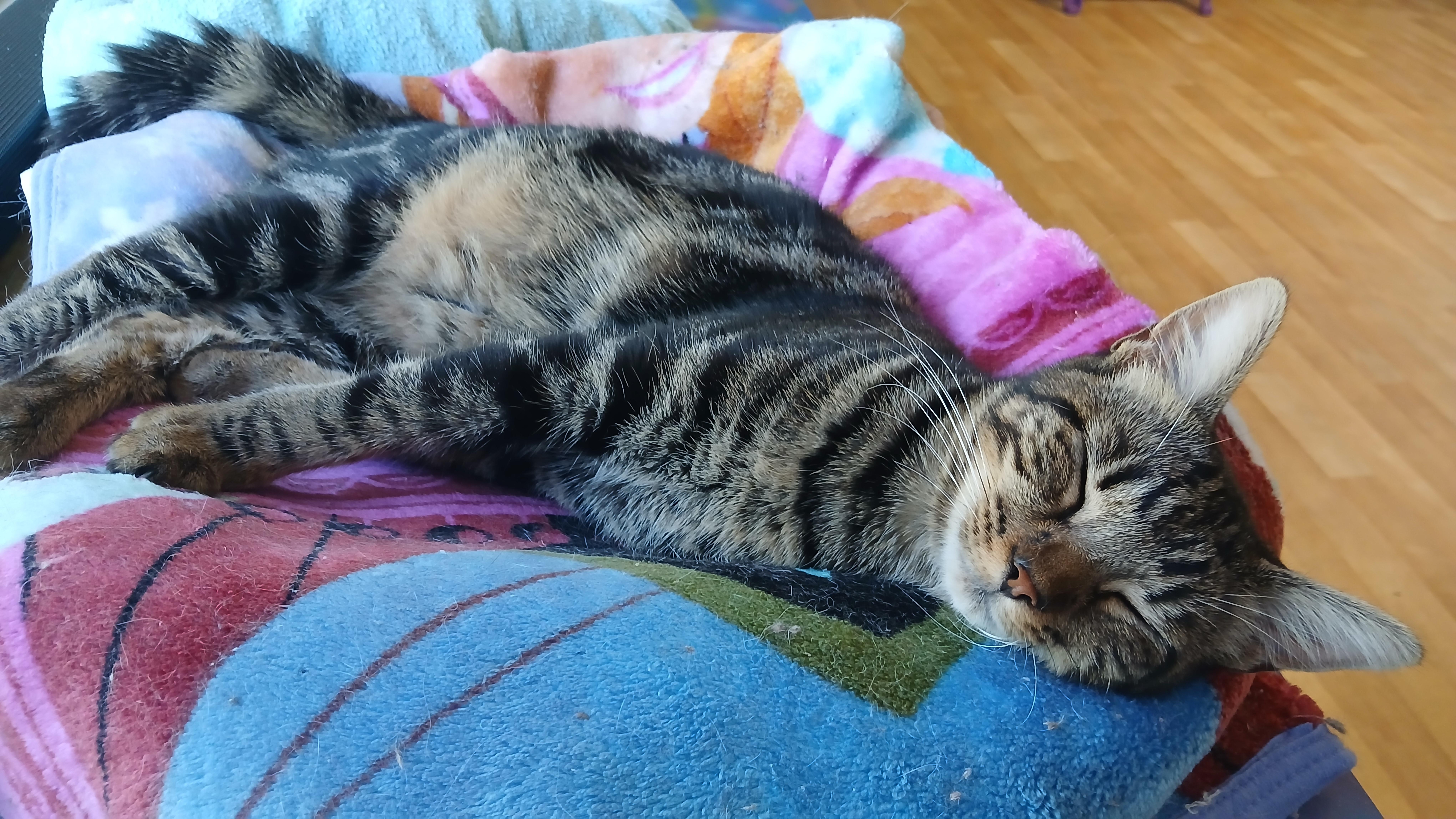 Enlarge Boa, a Adopted Domestic Short Hair in Cullowhee, NC image 4/6