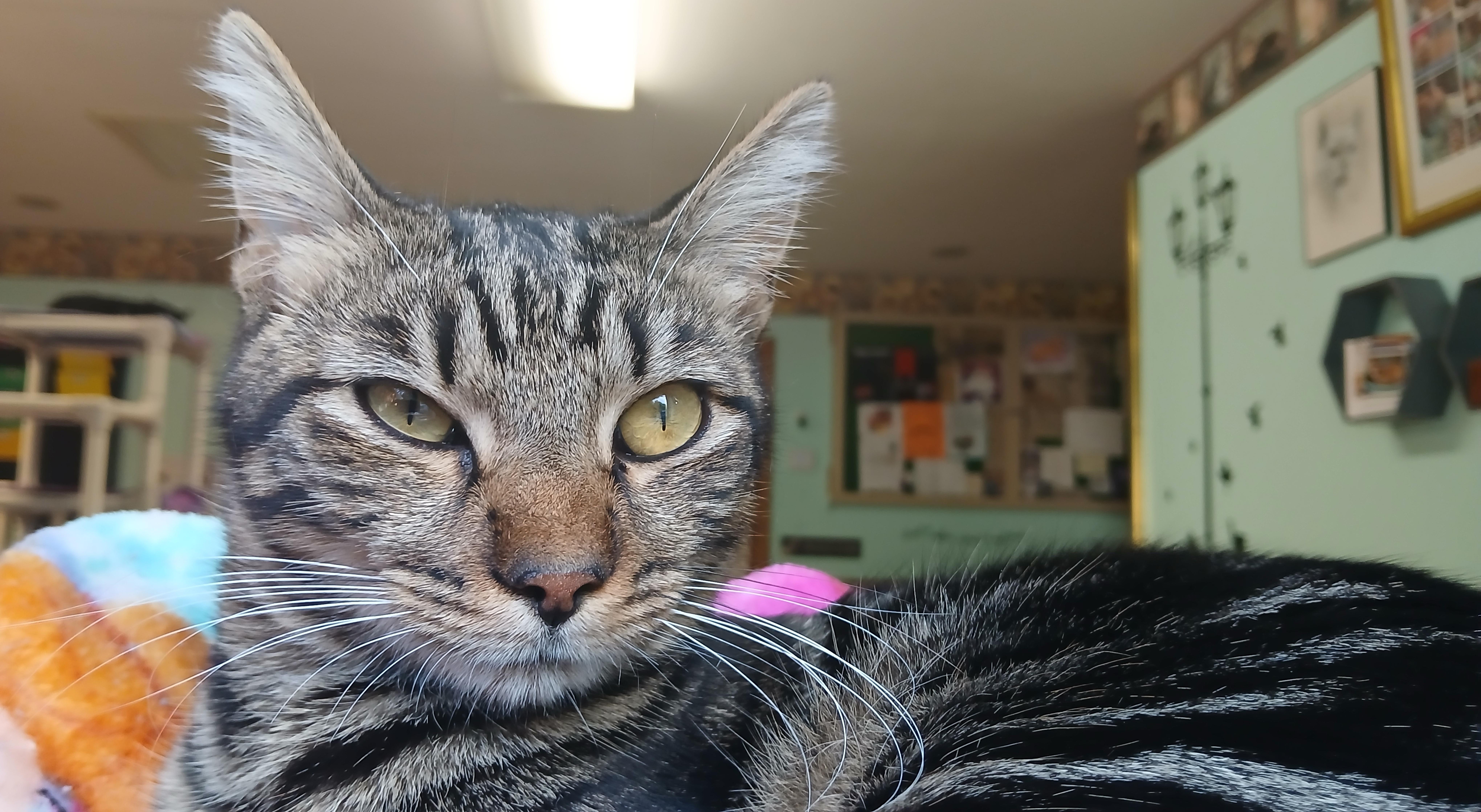 Enlarge Boa, a Adopted Domestic Short Hair in Cullowhee, NC image 6/6
