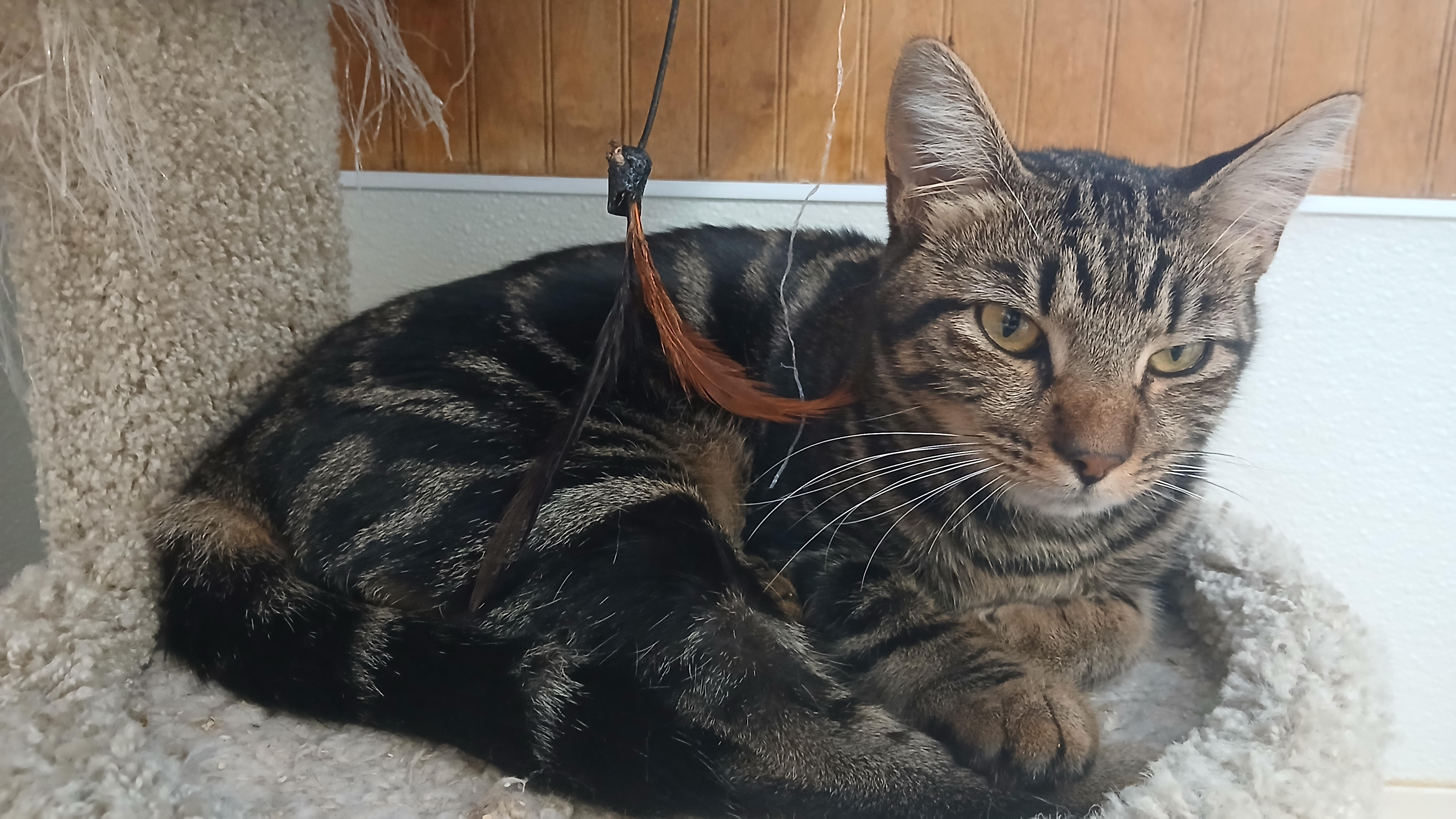 Enlarge Boa, a Adopted Domestic Short Hair in Cullowhee, NC image 3/6