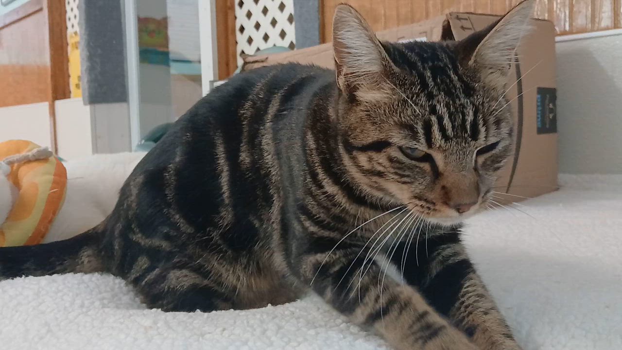 Enlarge Boa, a Adopted Domestic Short Hair in Cullowhee, NC video 2/6