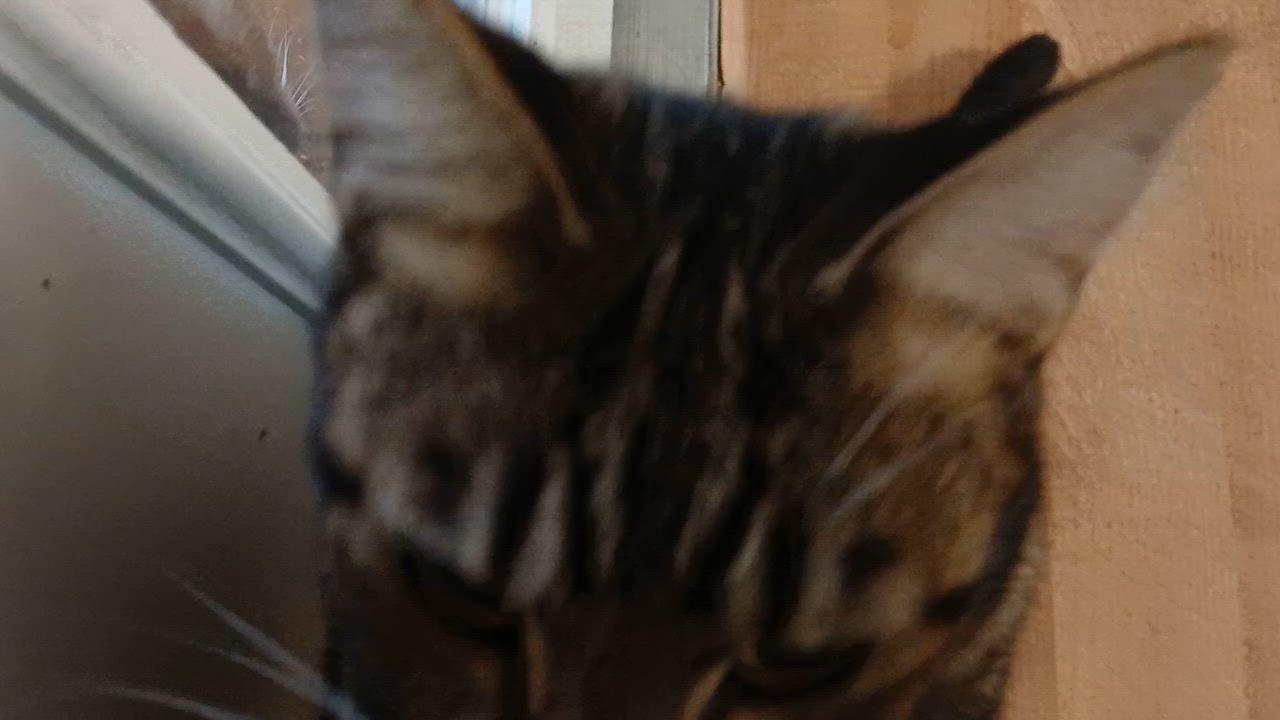 Enlarge Boa, a Adopted Domestic Short Hair in Cullowhee, NC video 5/6