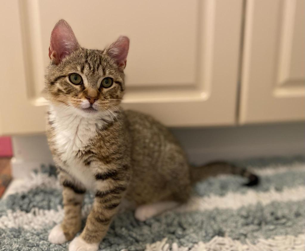 Enlarge Placidus Maximus, a Adoptable mixed breed in Ewing, NJ image 1/6