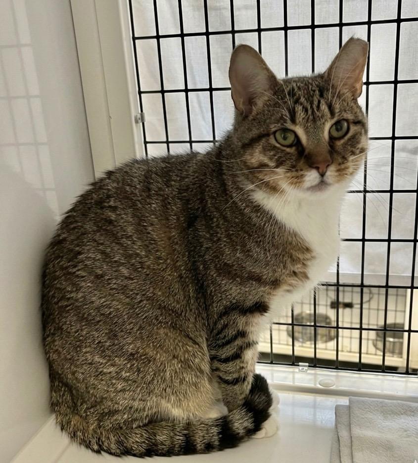 Enlarge Placidus Maximus, a Adoptable mixed breed in Ewing, NJ image 2/6