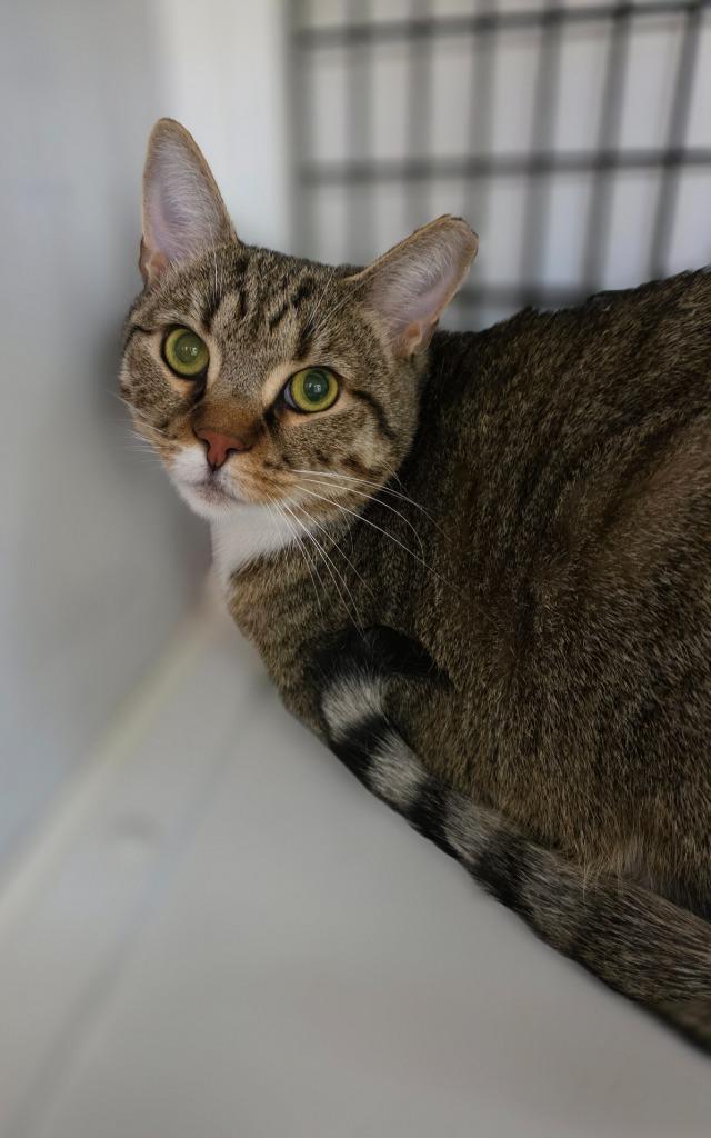 Enlarge Placidus Maximus, a Adoptable mixed breed in Ewing, NJ image 3/6