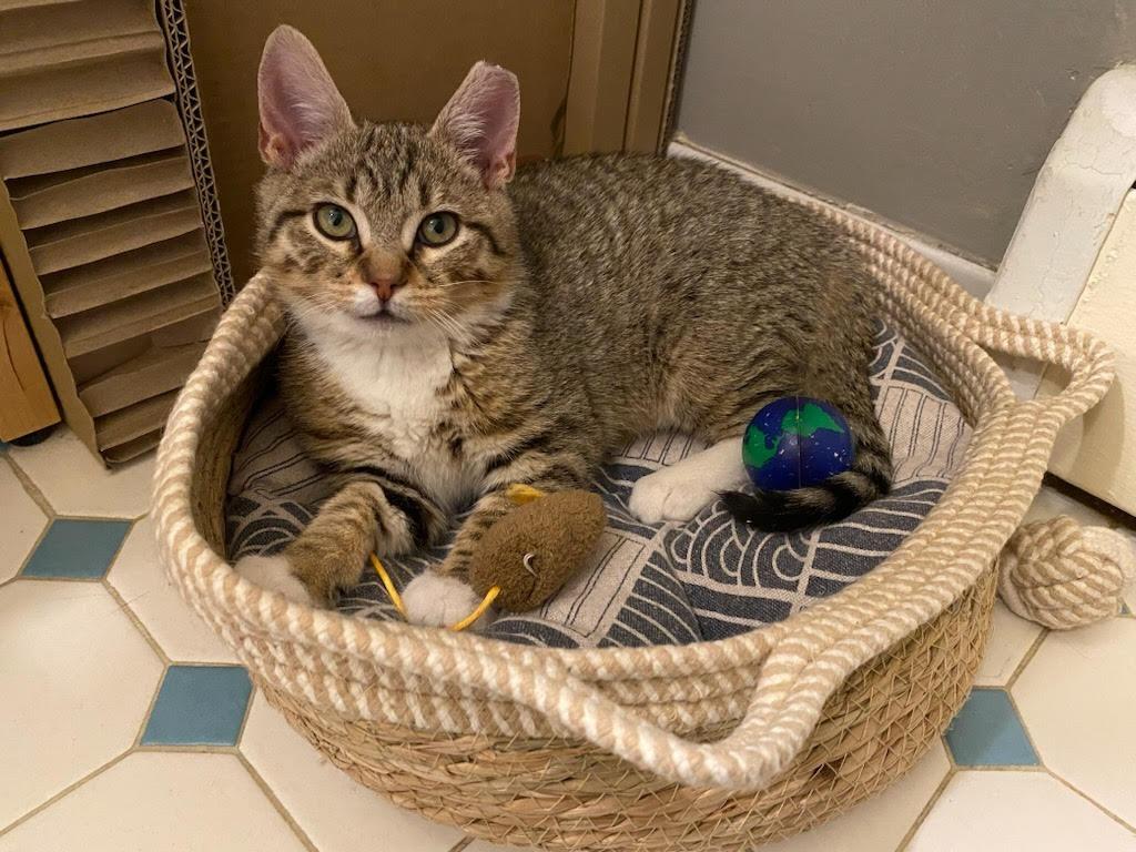 Enlarge Placidus Maximus, a Adoptable mixed breed in Ewing, NJ image 4/6