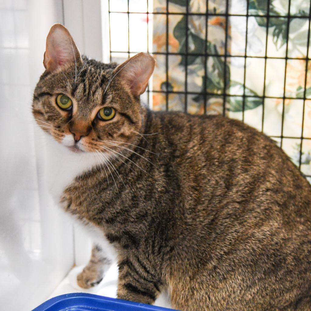 Enlarge Placidus Maximus, a Adoptable mixed breed in Ewing, NJ image 6/6