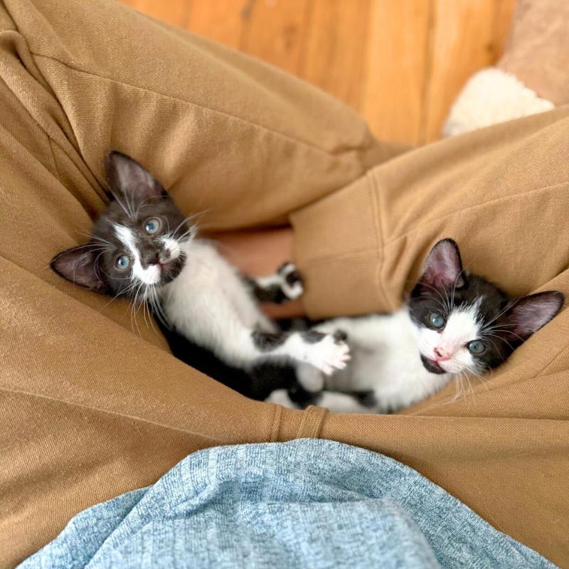 Enlarge Mars and Neptune, a ADOPTABLE Domestic Short Hair in Port Chester, NY image 1/4