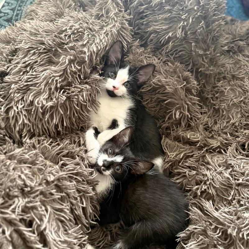 Enlarge Mars and Neptune, a ADOPTABLE Domestic Short Hair in Port Chester, NY image 2/4