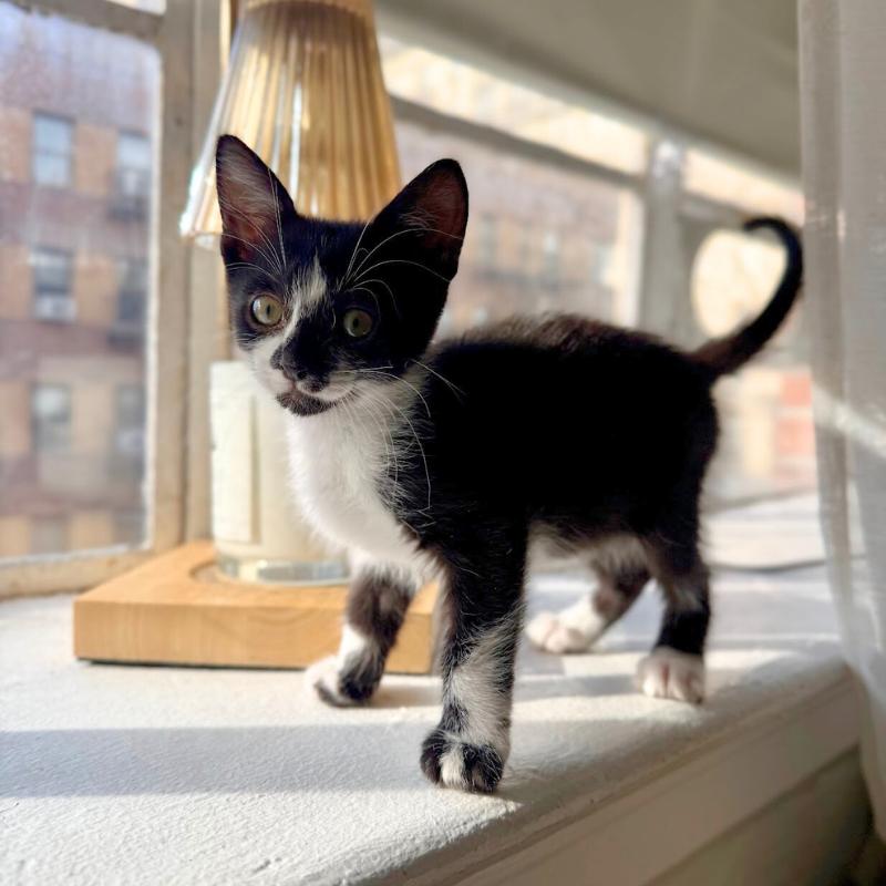 Enlarge Mars and Neptune, a ADOPTABLE Domestic Short Hair in Port Chester, NY image 4/4