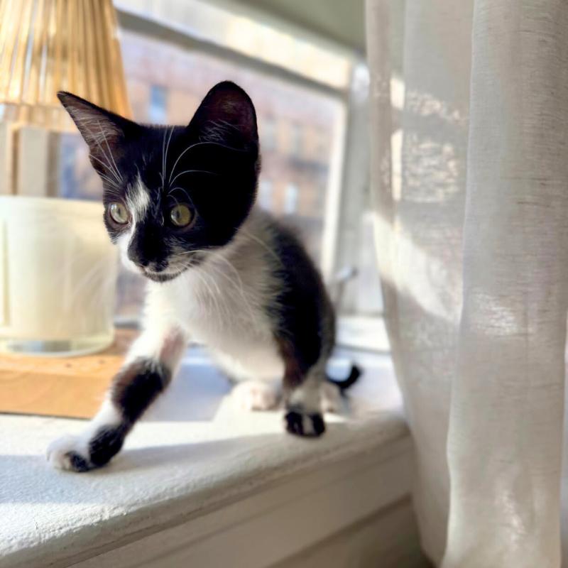 Enlarge Mars and Neptune, a ADOPTABLE Domestic Short Hair in Port Chester, NY image 3/4