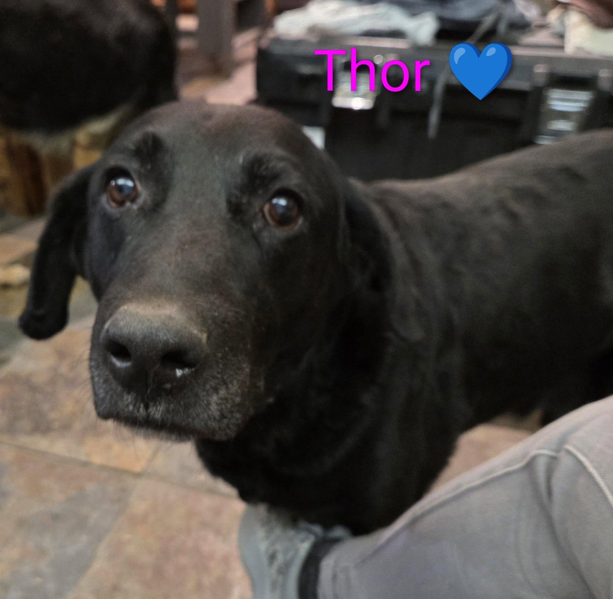 Thor, ADOPTABLE, Senior Male Black Labrador Retriever.