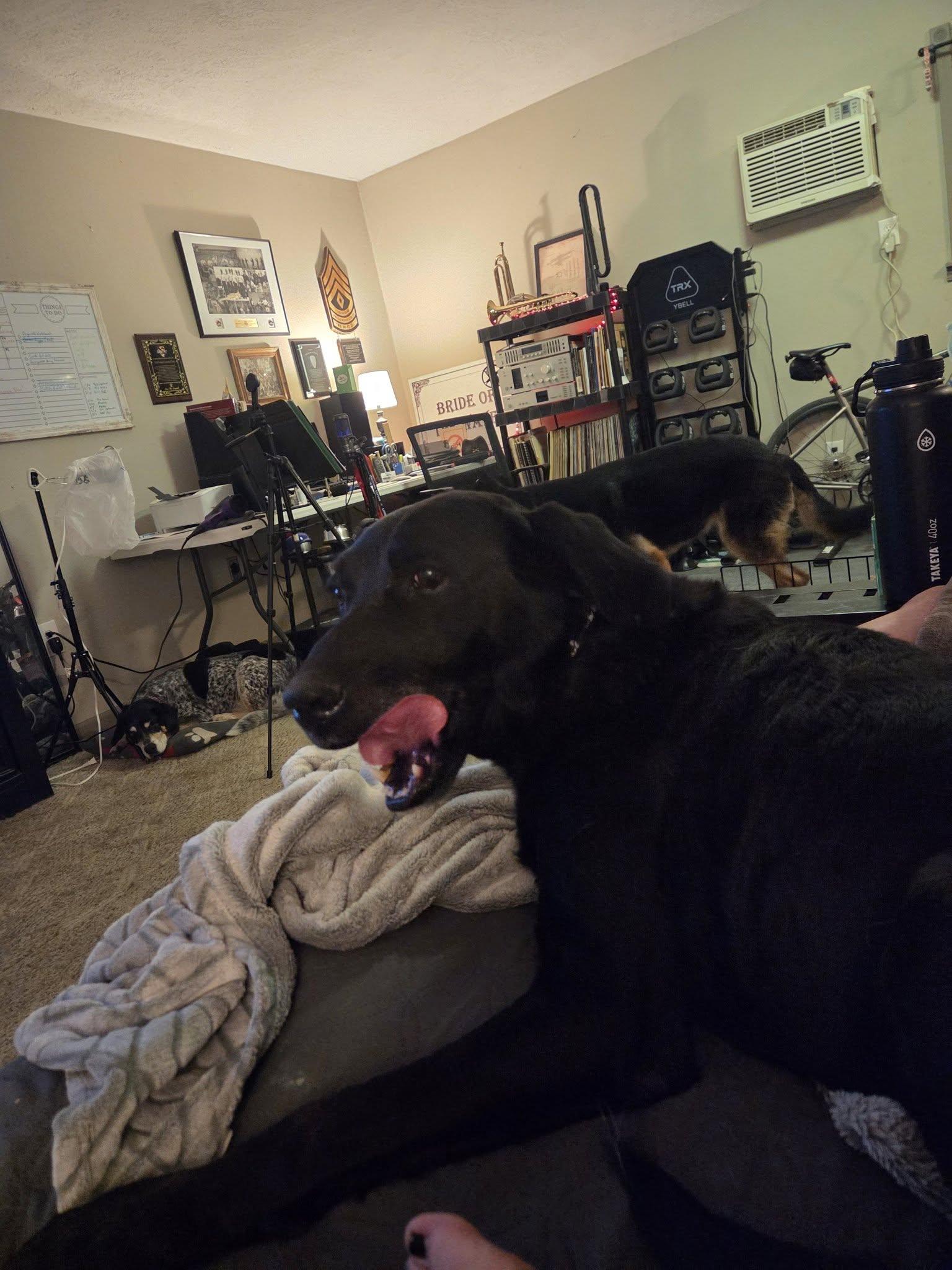 Enlarge Thor, a ADOPTABLE Black Labrador Retriever in Manhattan, KS image 3/3