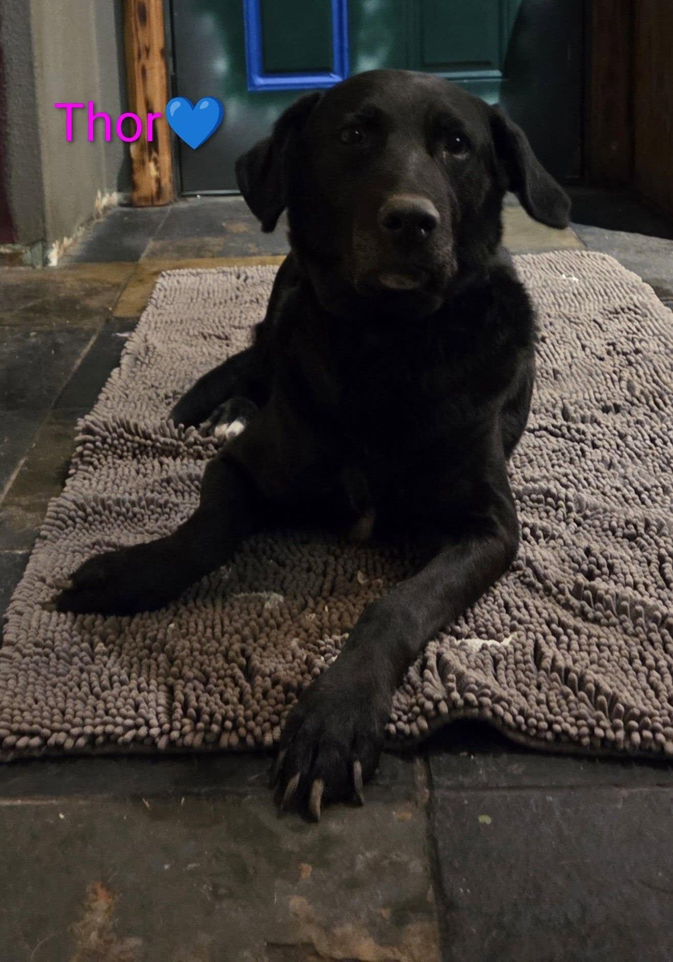 Enlarge Thor, a ADOPTABLE Black Labrador Retriever in Manhattan, KS image 2/3