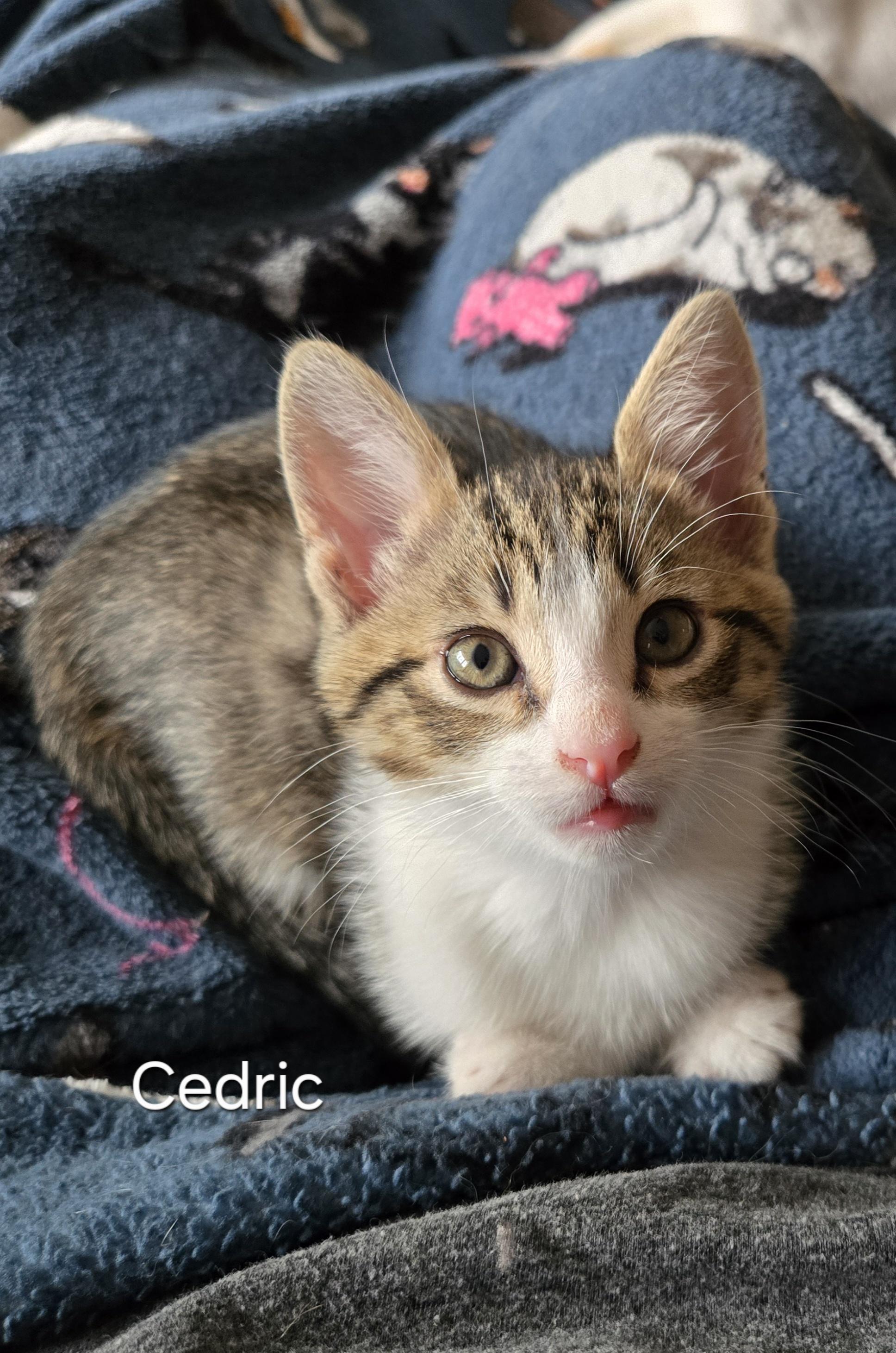 Cedric, Adopted, Young Male Tabby.