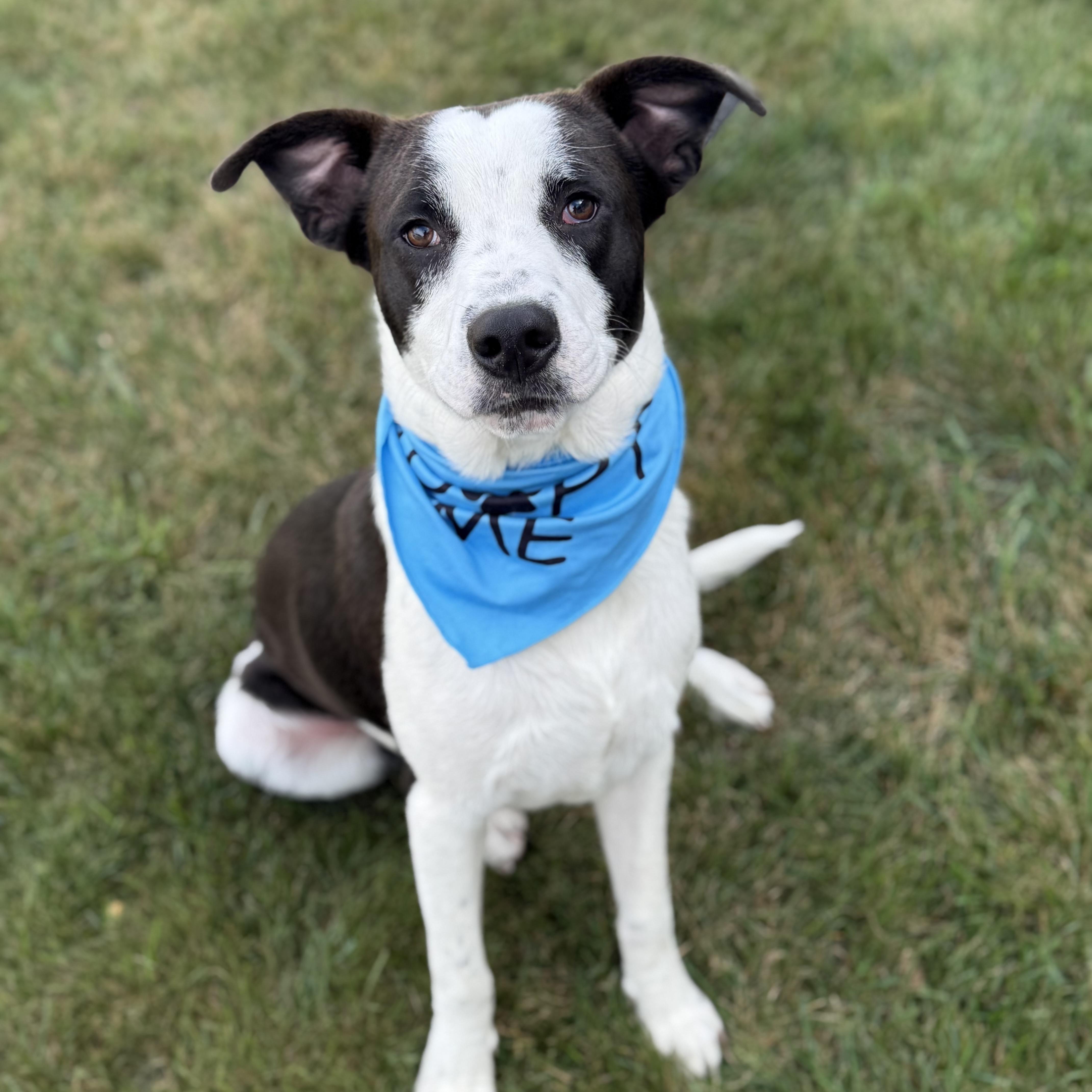 Elliott, a Adoptable mixed breed in Itasca, IL image 5/6