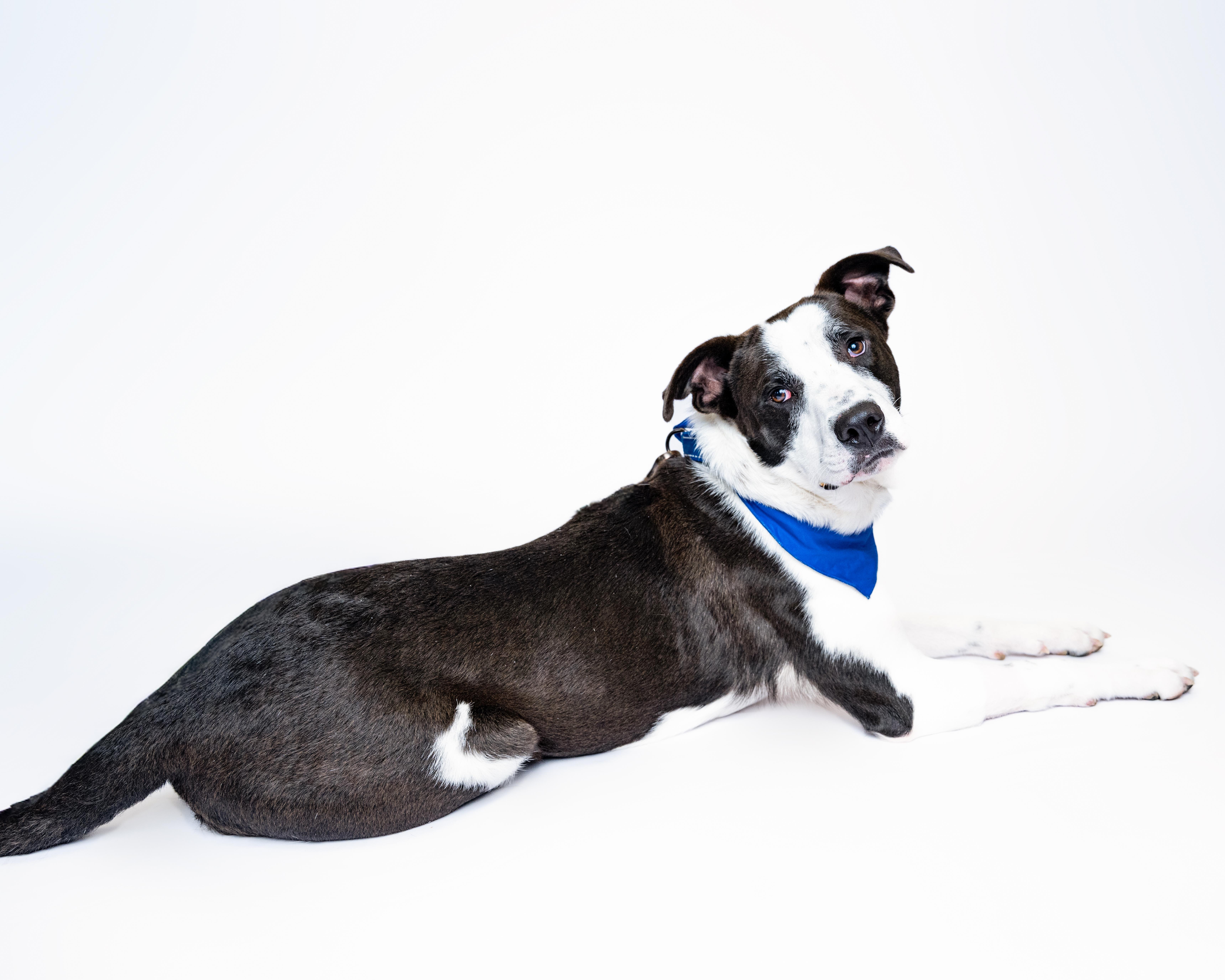 Elliott, a Adoptable mixed breed in Itasca, IL image 3/6