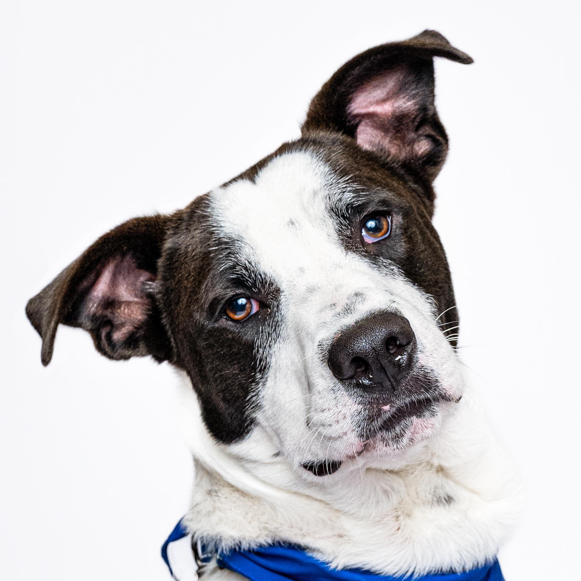 Elliott, a Adoptable mixed breed in Itasca, IL image 1/6