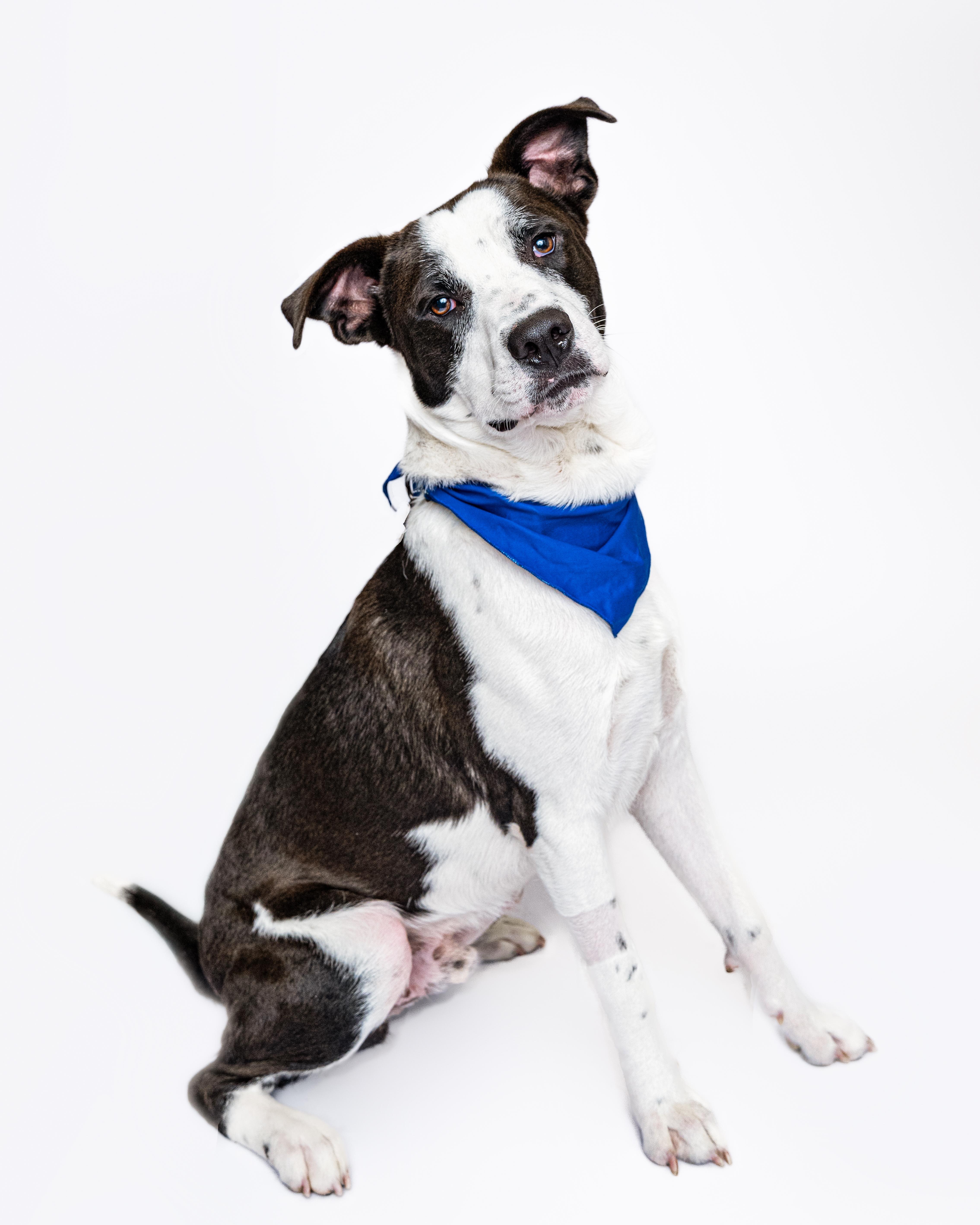 Elliott, a Adoptable mixed breed in Itasca, IL image 2/6