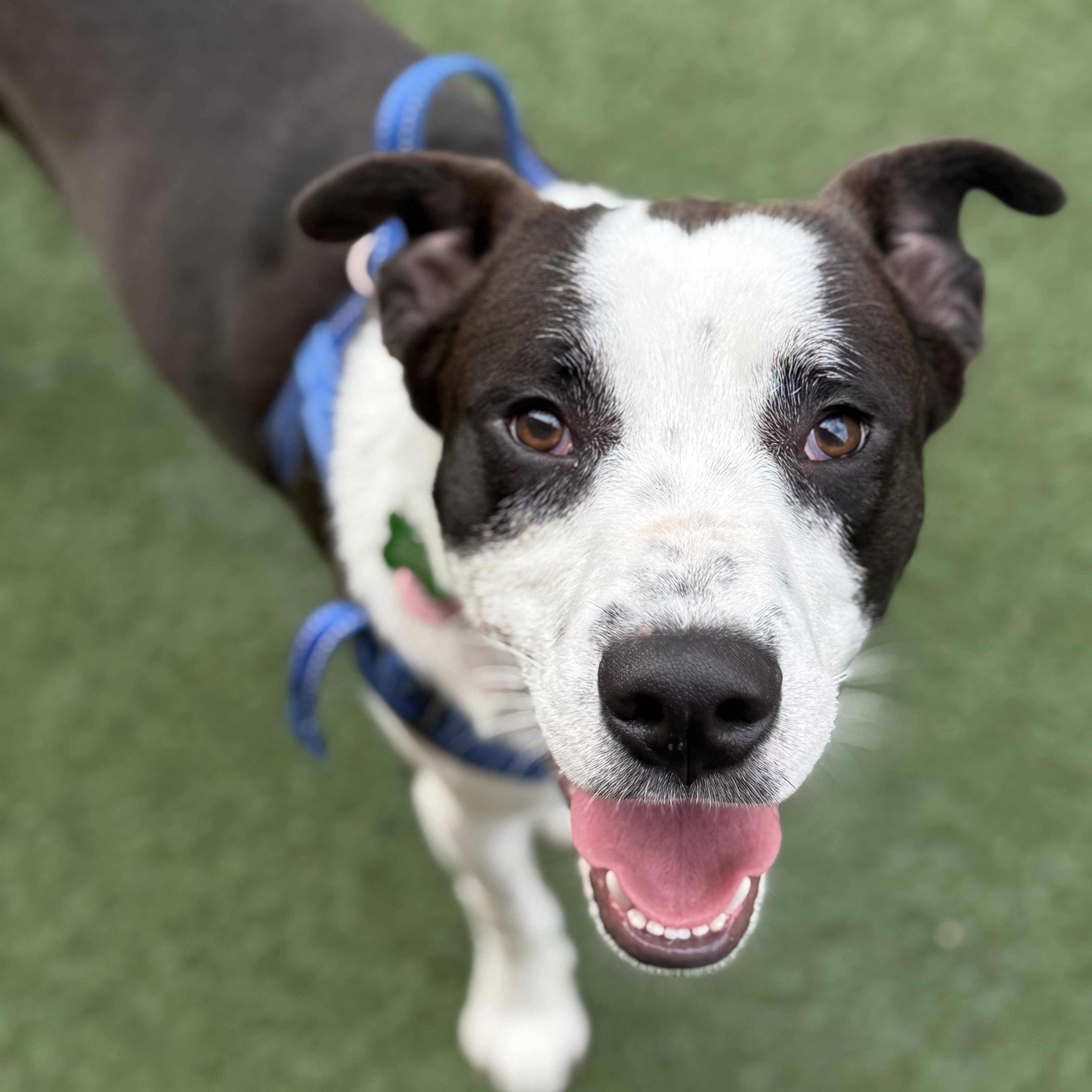 Elliott, a Adoptable mixed breed in Itasca, IL image 4/6