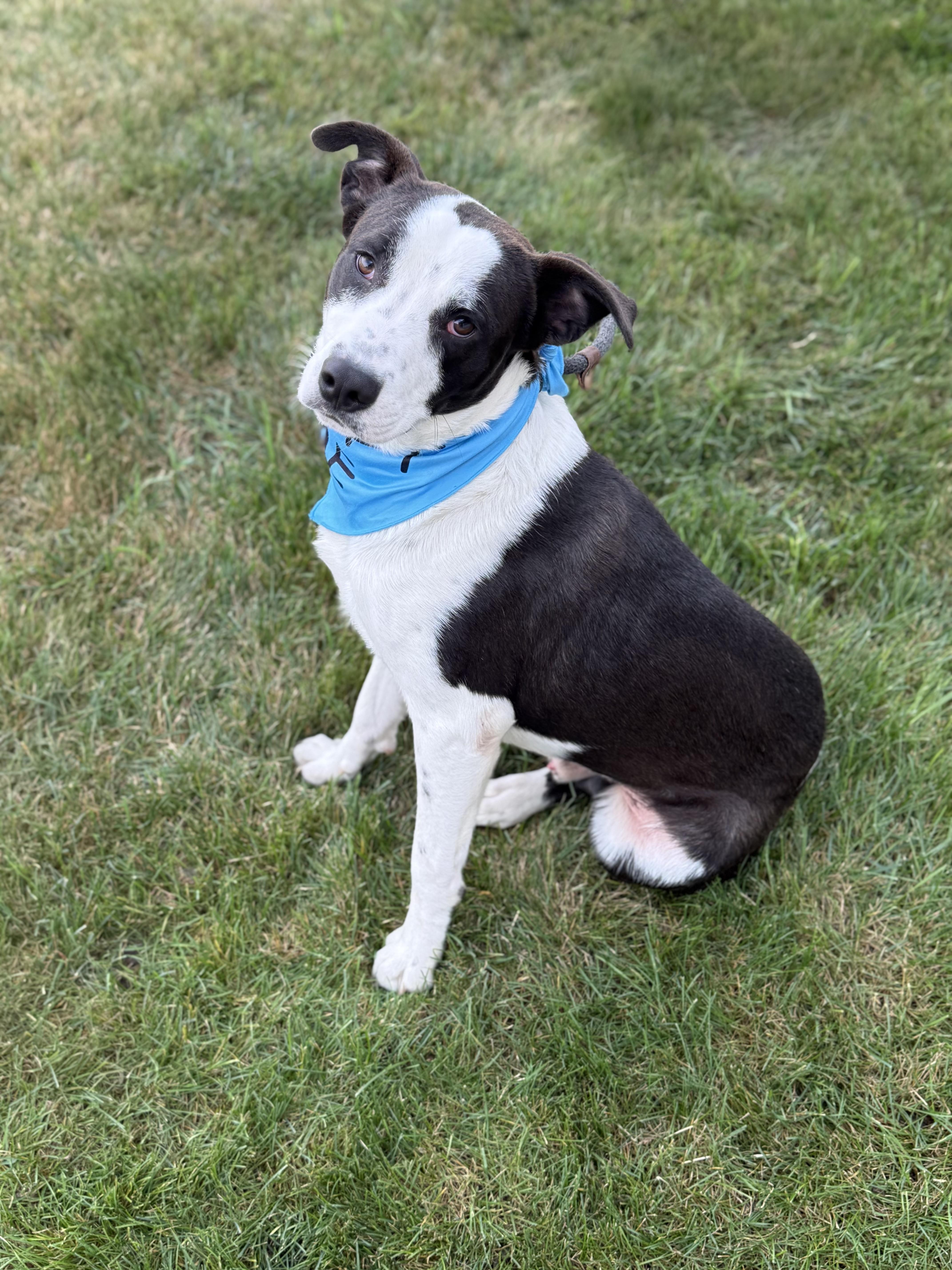 Elliott, a Adoptable mixed breed in Itasca, IL image 6/6