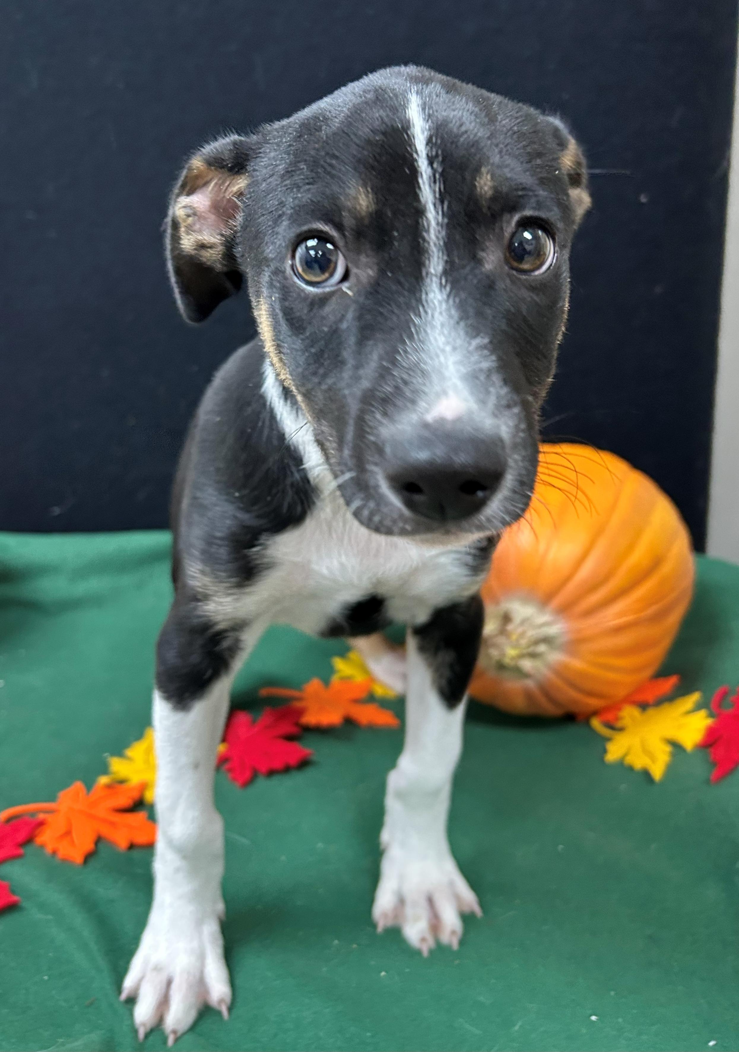 Enlarge David Blaine, a Adoptable mixed breed in Neillsville, WI image 3/4