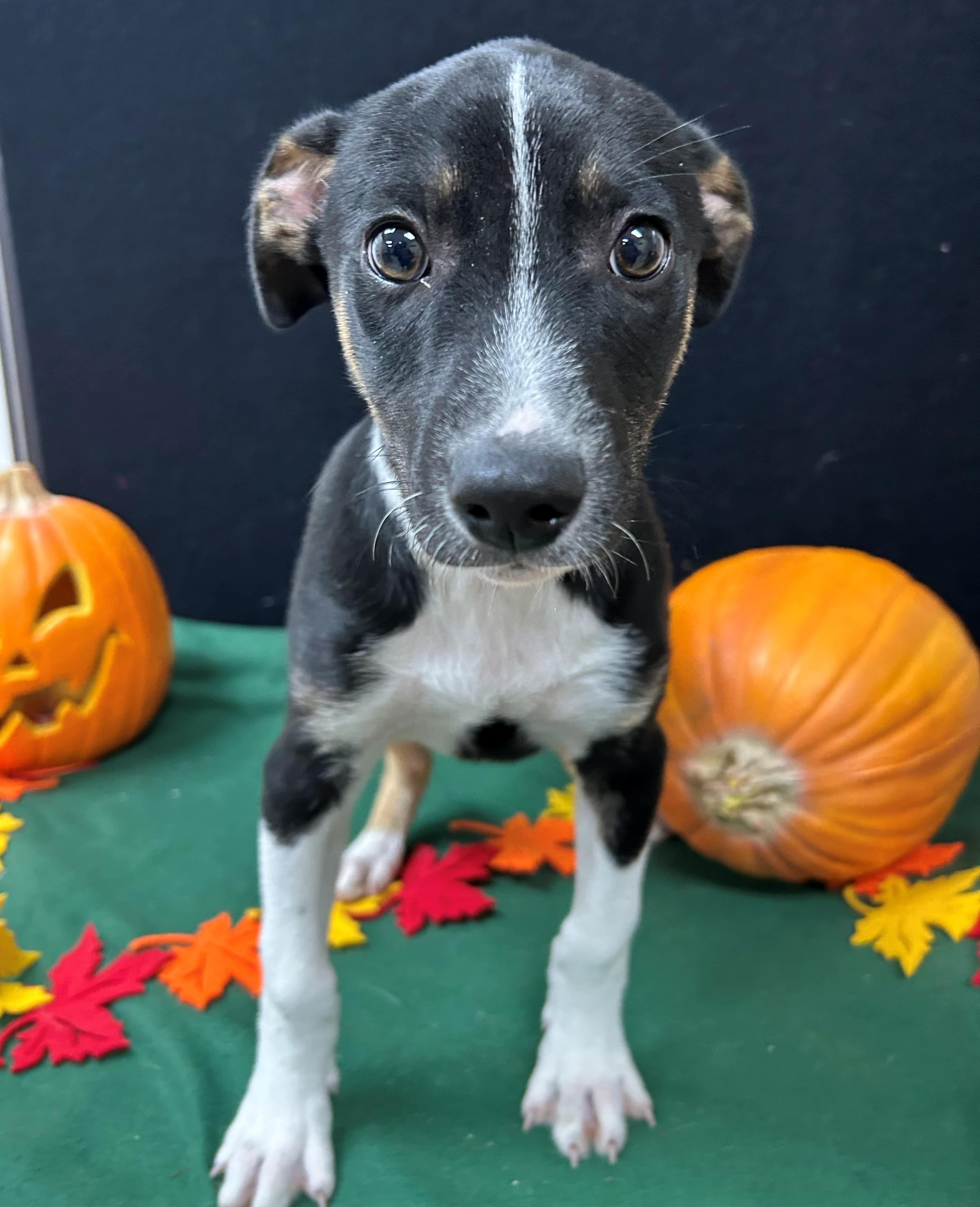 Enlarge David Blaine, a Adoptable mixed breed in Neillsville, WI image 4/4