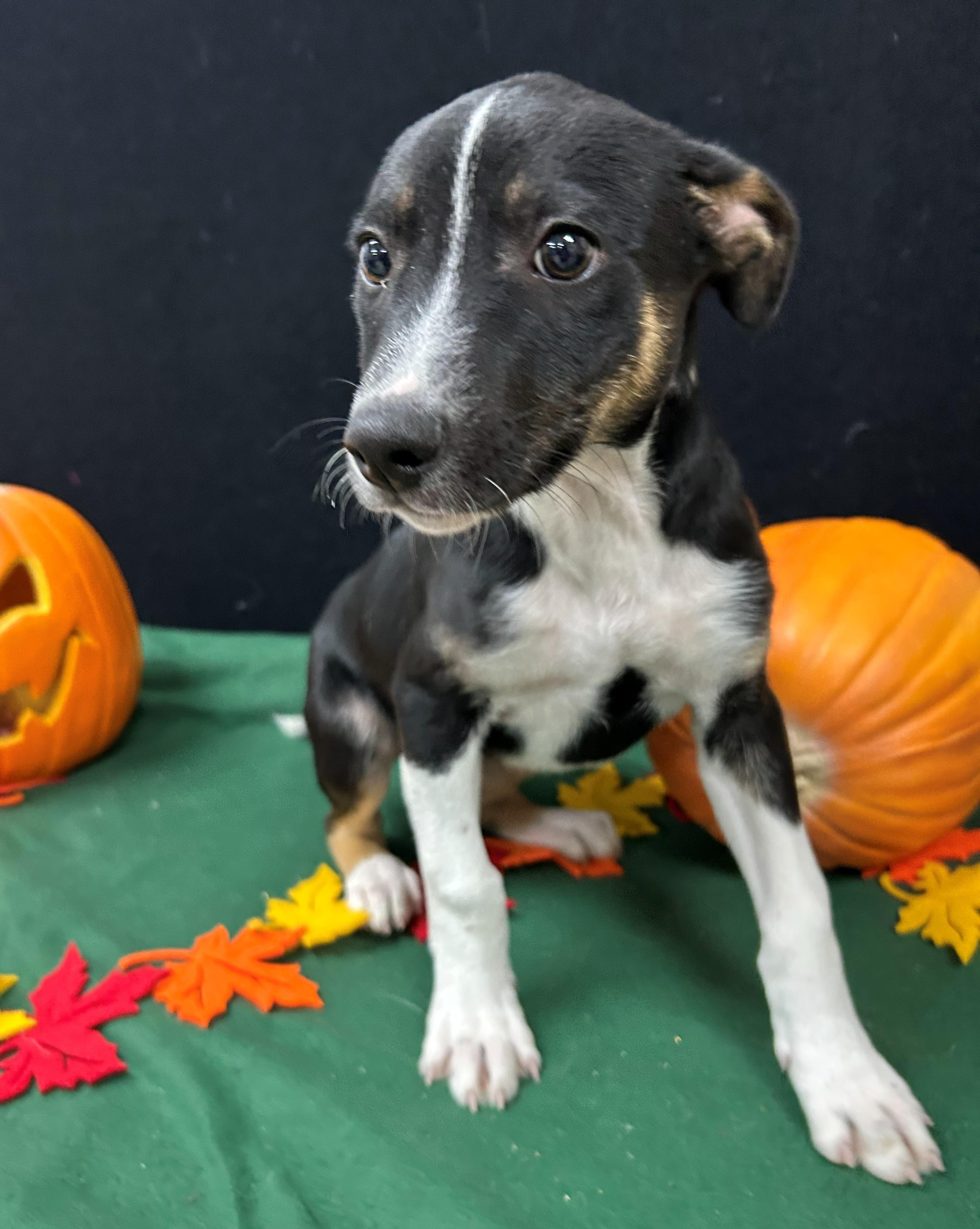 Enlarge David Blaine, a Adoptable mixed breed in Neillsville, WI image 2/4