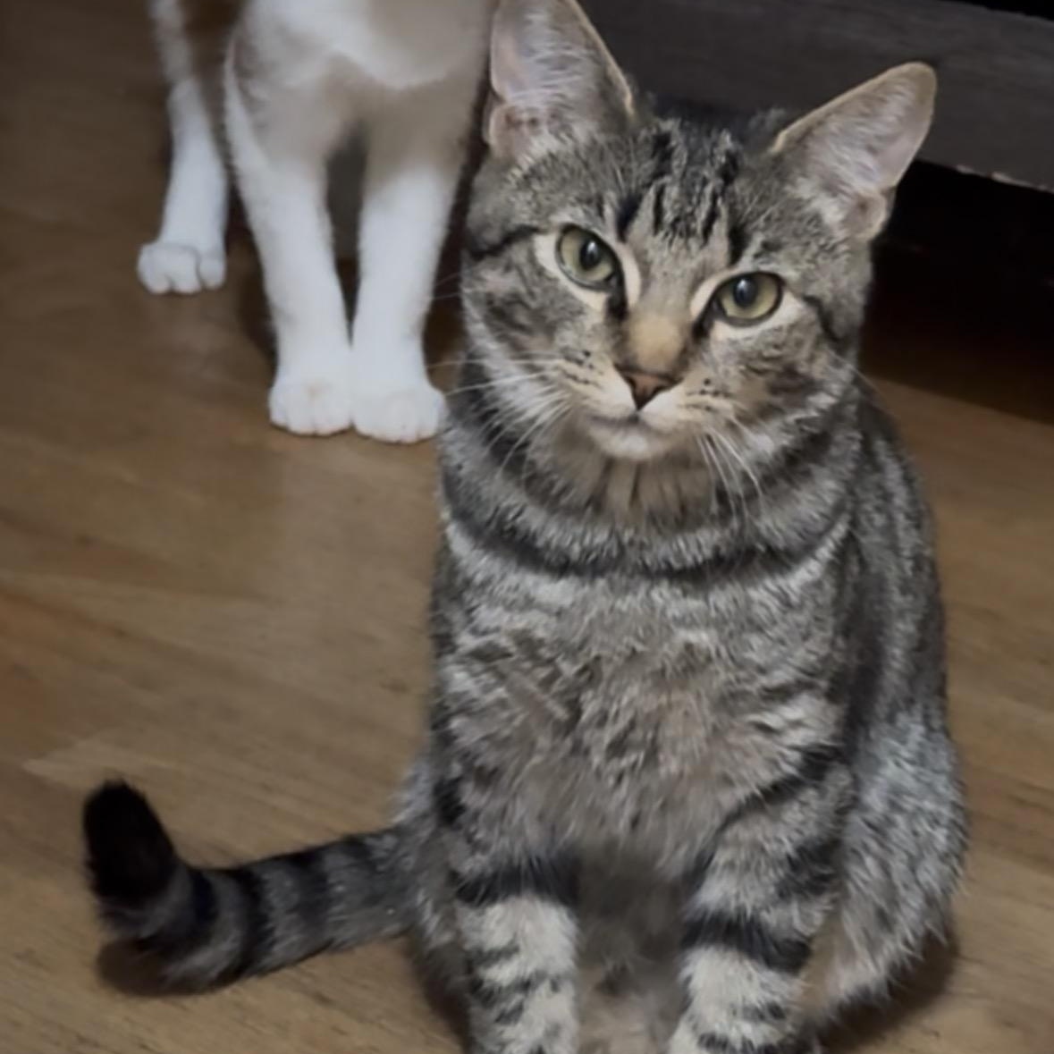 Enlarge Smudge, a ADOPTABLE Domestic Short Hair in Riverside, CA image 2/3