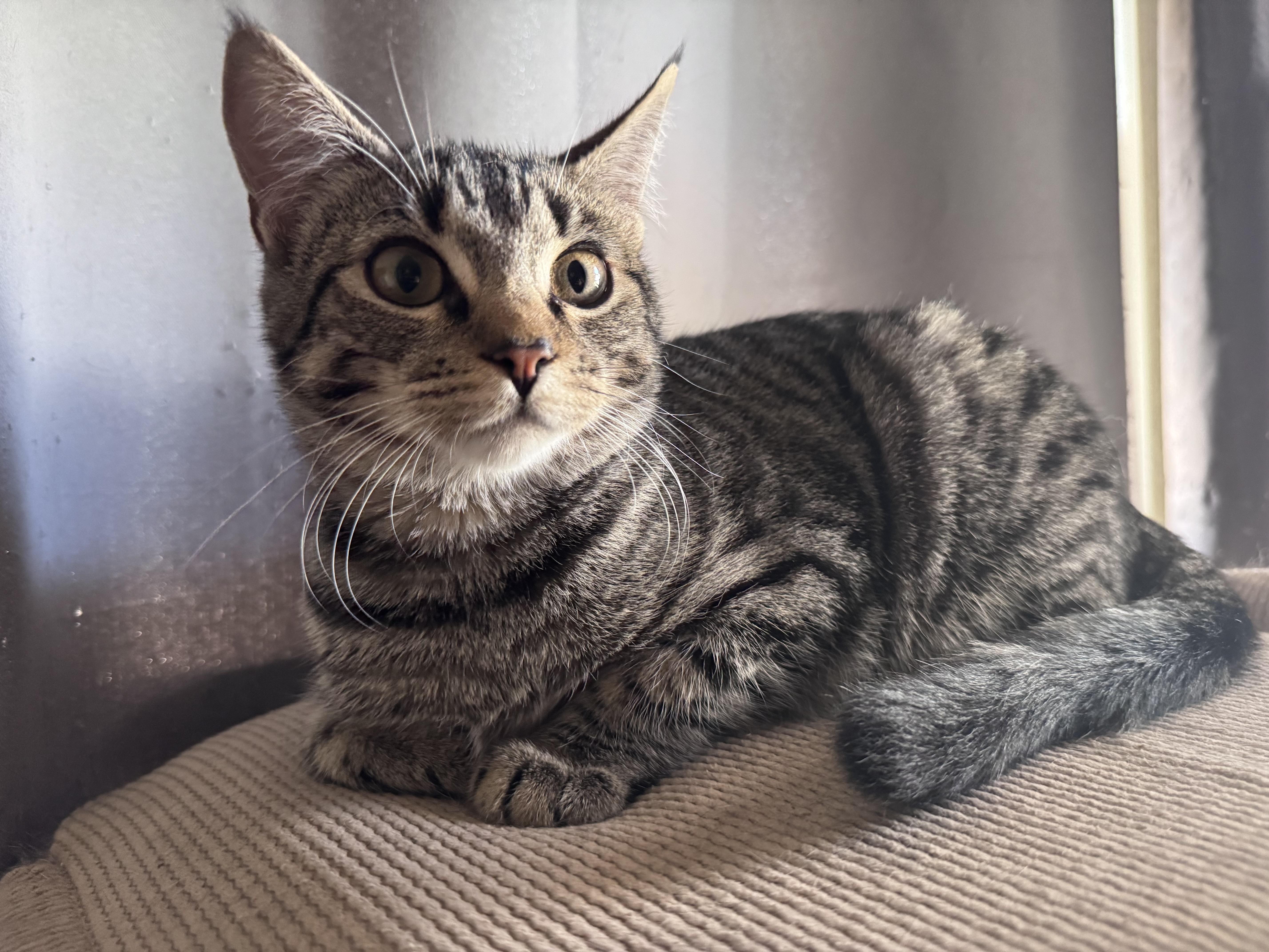 Enlarge Smudge, a ADOPTABLE Domestic Short Hair in Riverside, CA image 3/3