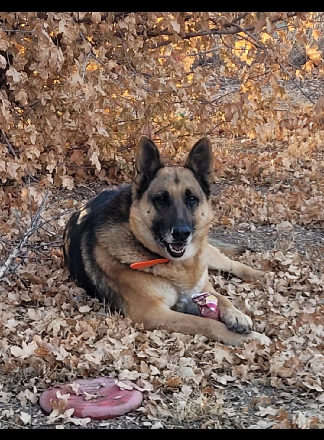 Bear, Adult Male German Shepherd Dog