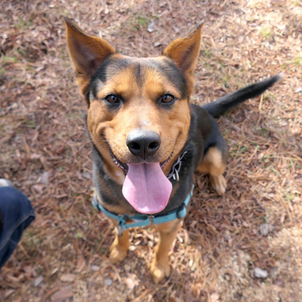 Enlarge Patrick, a Adoptable Mixed Breed in Mebane, NC image 1/5