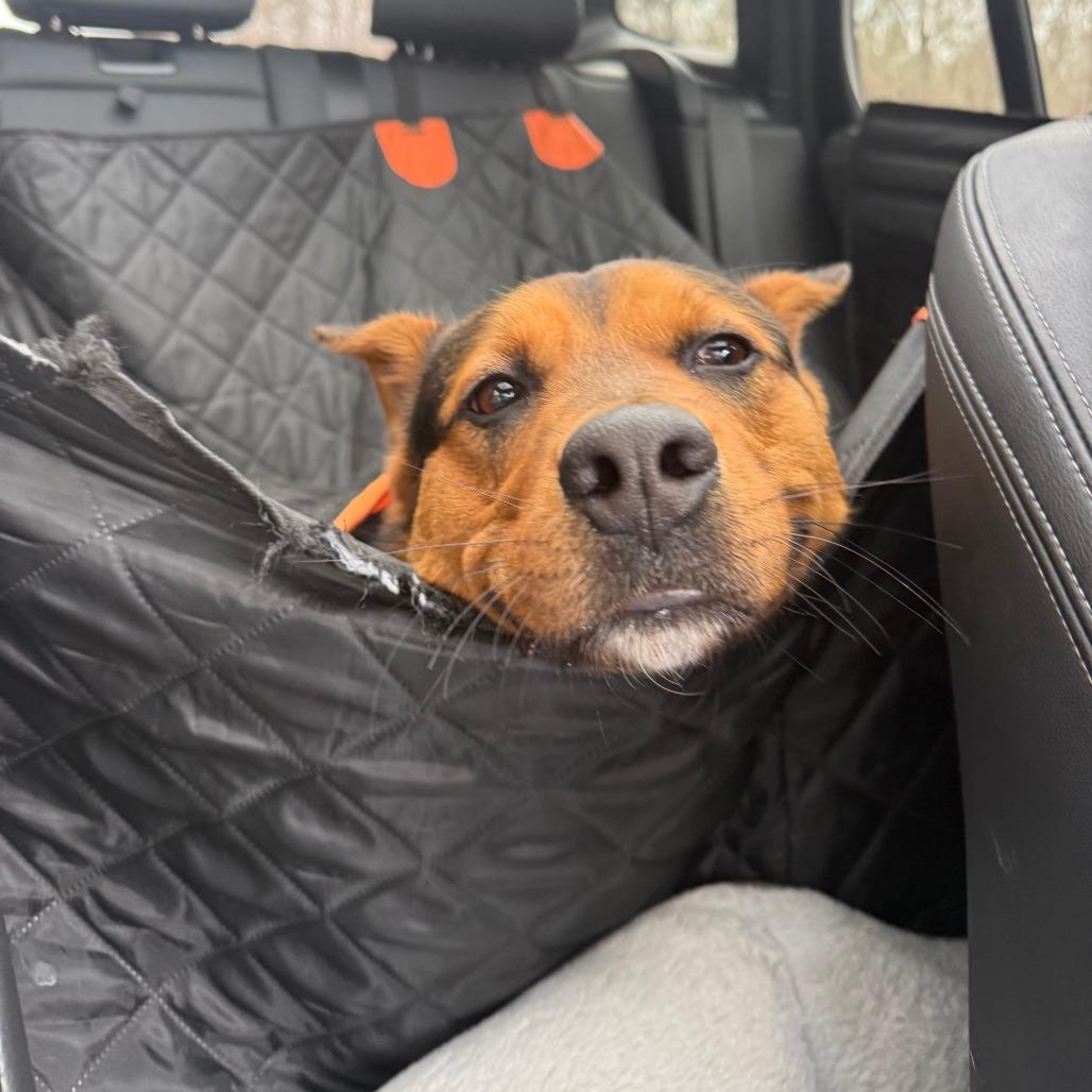 Enlarge Patrick, a Adoptable Mixed Breed in Mebane, NC image 2/5