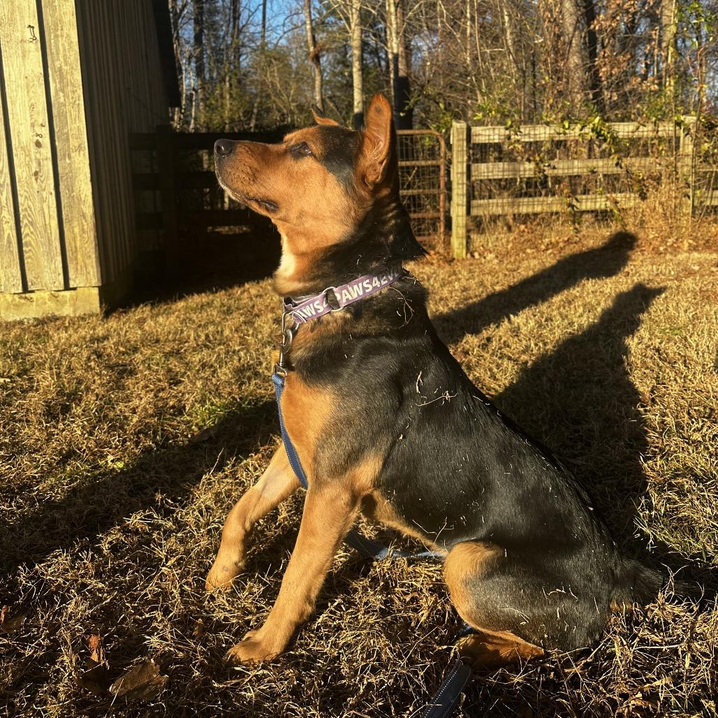 Enlarge Patrick, a Adoptable Mixed Breed in Mebane, NC image 3/5