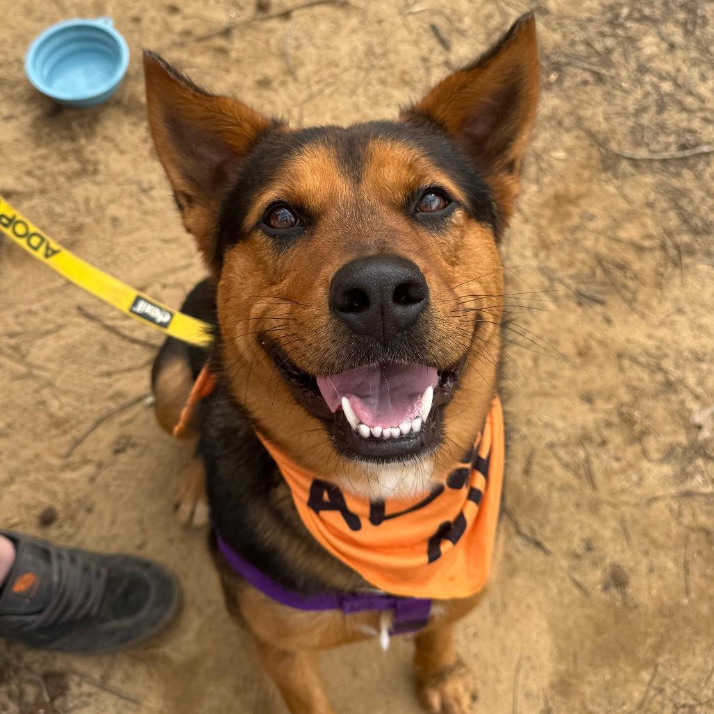Enlarge Patrick, a Adoptable Mixed Breed in Mebane, NC image 4/5