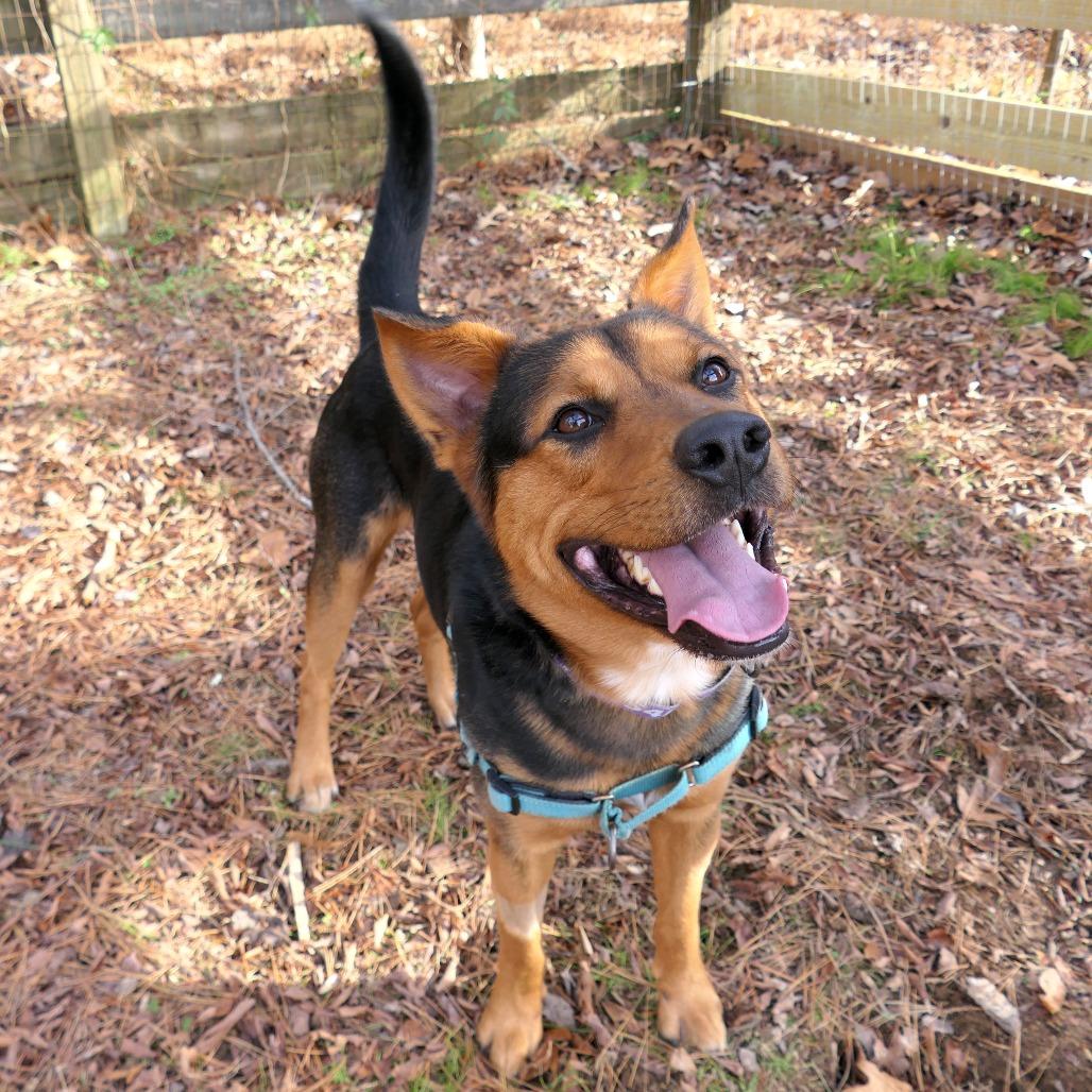 Enlarge Patrick, a Adoptable Mixed Breed in Mebane, NC image 5/5