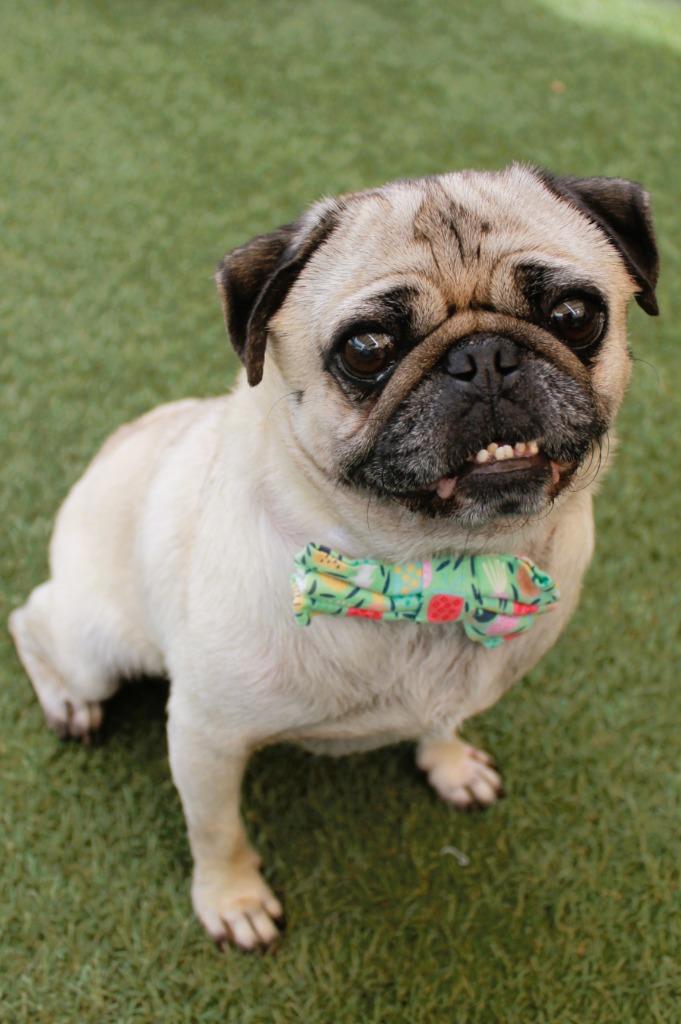 Triscuit, a Adoptable Pug in Gardena, CA image 1/6