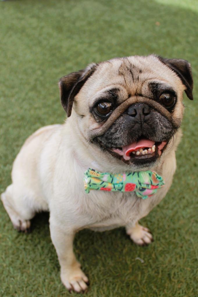 Triscuit, a Adoptable Pug in Gardena, CA image 2/6