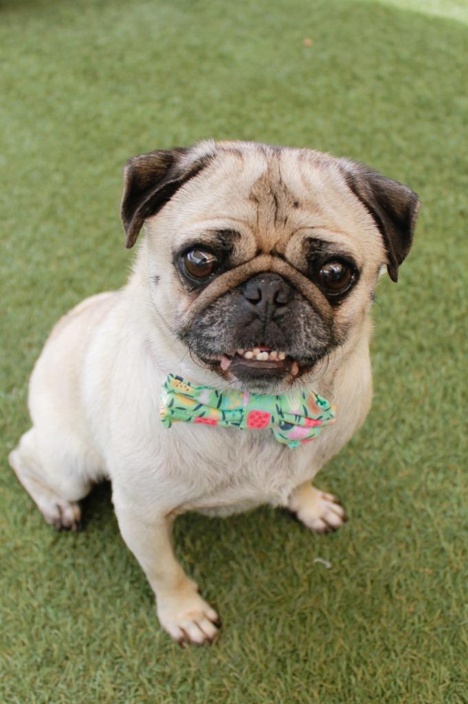 Triscuit, a Adoptable Pug in Gardena, CA image 3/6
