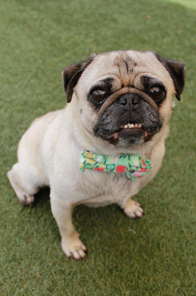 Triscuit, a Adoptable Pug in Gardena, CA image 4/6