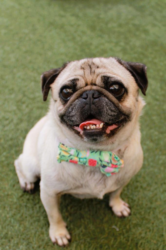 Triscuit, a Adoptable Pug in Gardena, CA image 5/6