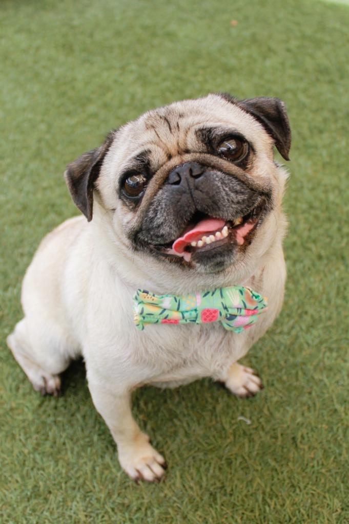 Triscuit, a Adoptable Pug in Gardena, CA image 6/6