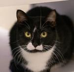 Lil Bean, ADOPTABLE, Adult Female Domestic Short Hair.