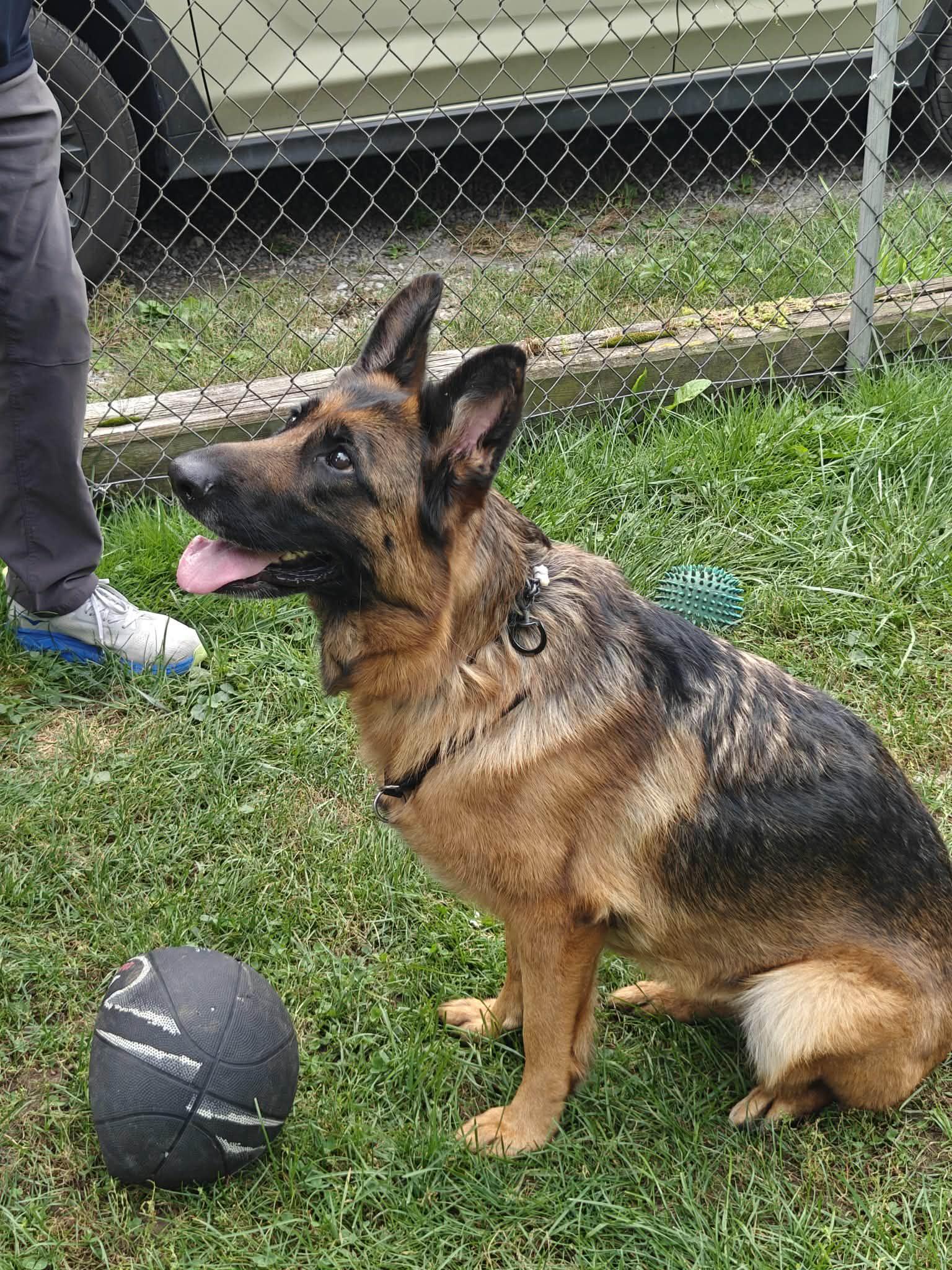 Enlarge PHOEBE, a Adoptable German Shepherd Dog in Toronto, ON image 5/6