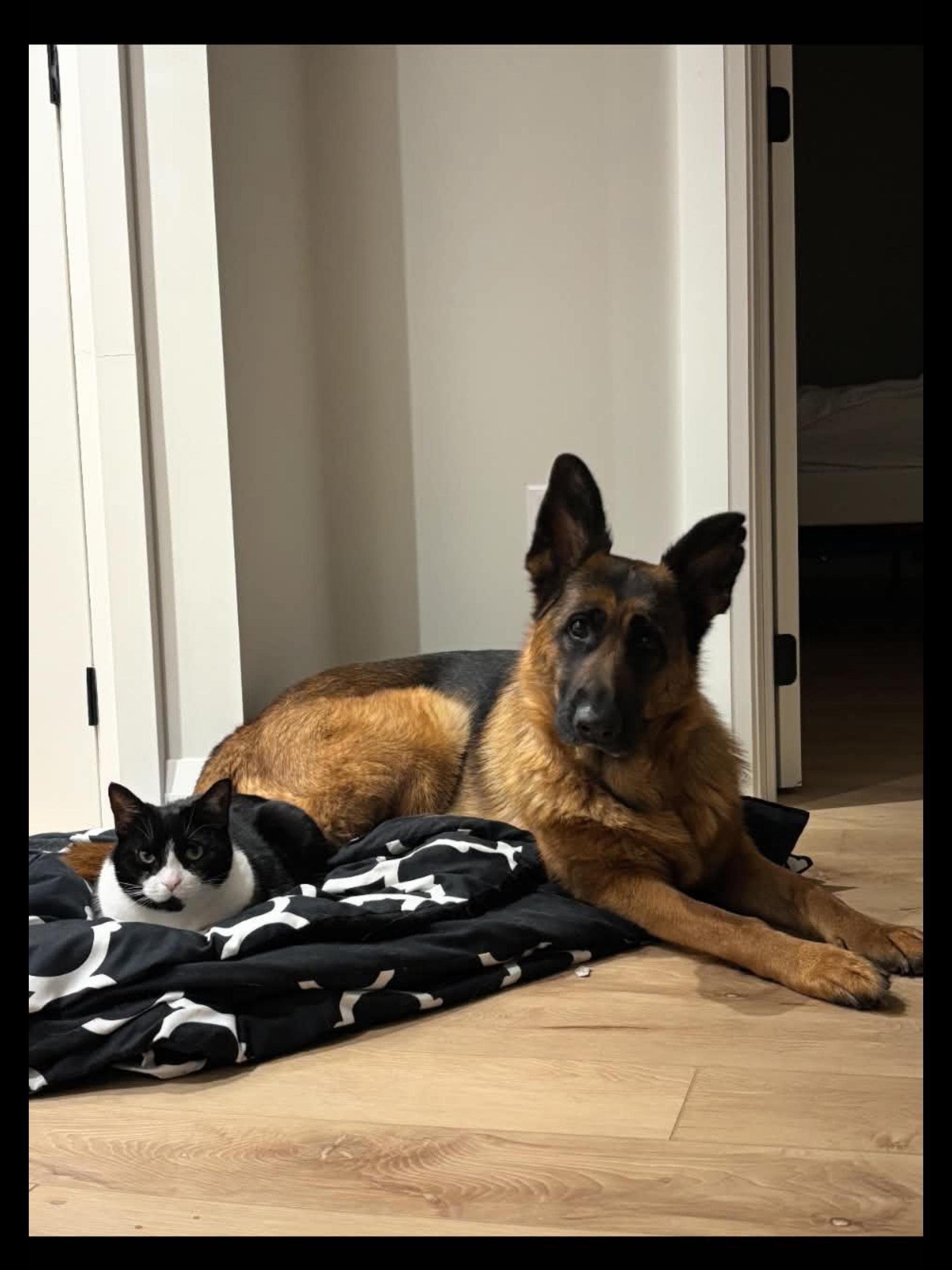 PHOEBE, Adoptable, Adult Female German Shepherd Dog.