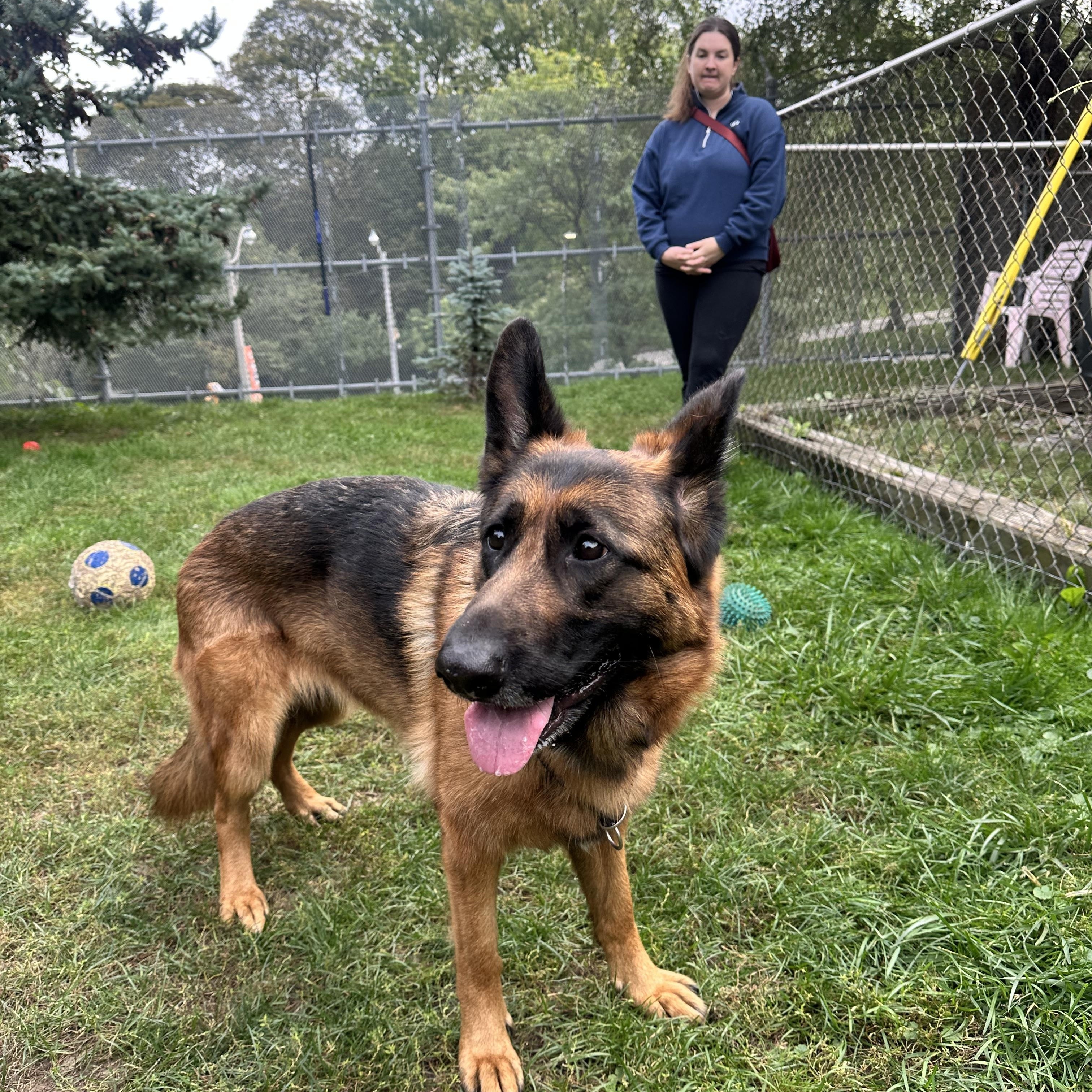 Enlarge PHOEBE, a Adoptable German Shepherd Dog in Toronto, ON image 4/6