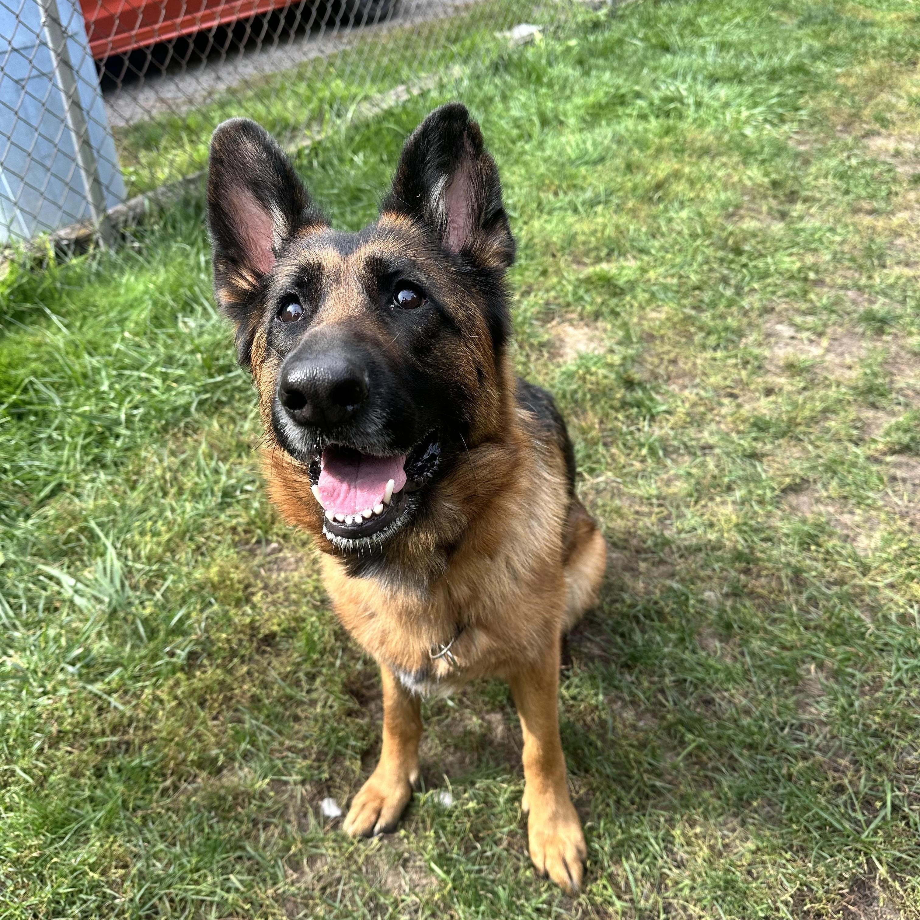 Enlarge PHOEBE, a Adoptable German Shepherd Dog in Toronto, ON image 3/6