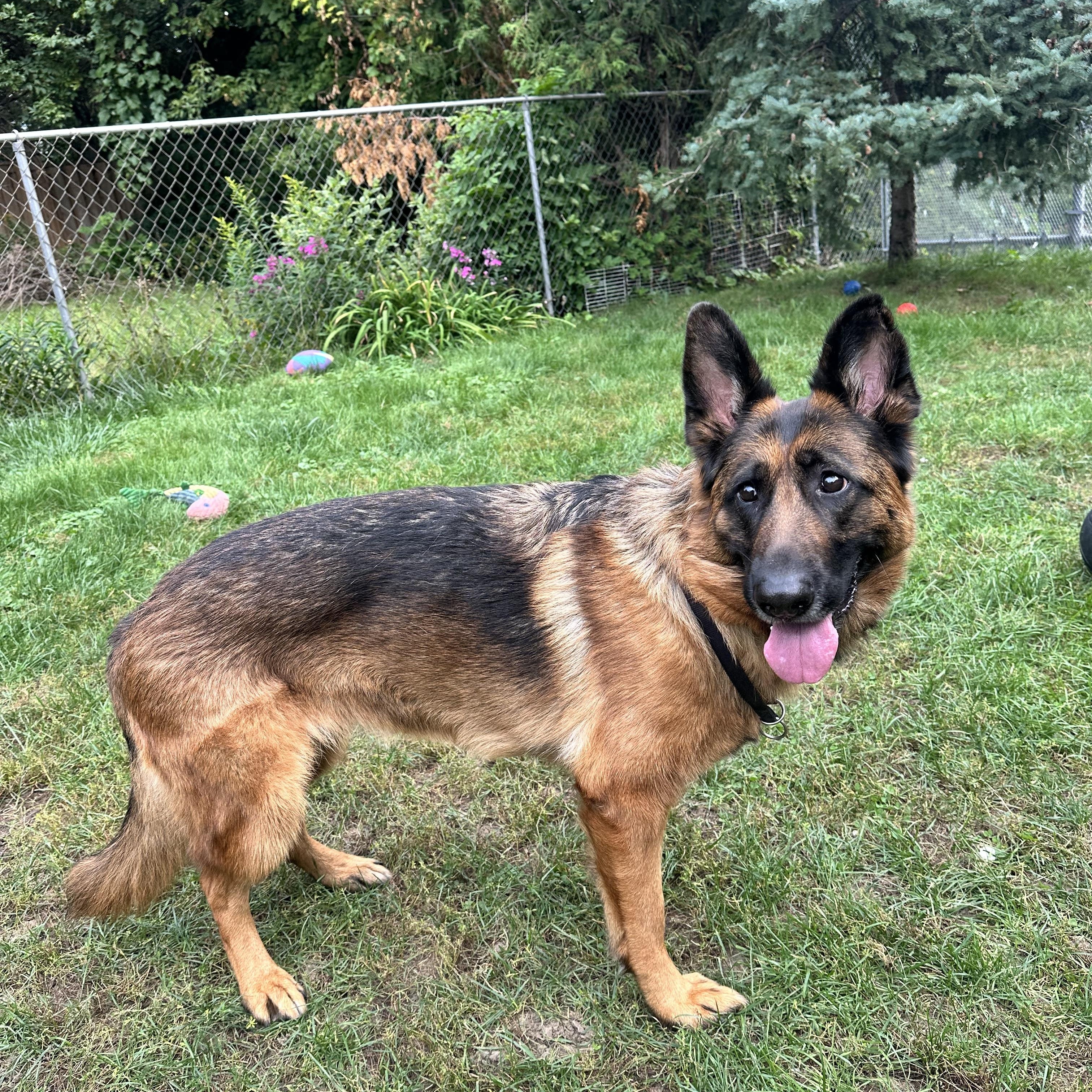 Enlarge PHOEBE, a Adoptable German Shepherd Dog in Toronto, ON image 6/6